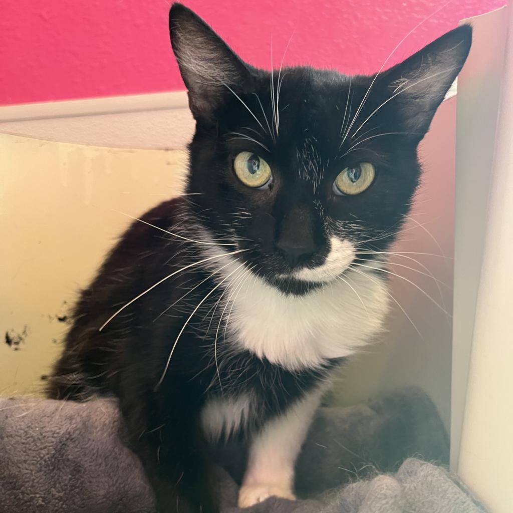 Enlarge Daisy, a Adoptable Domestic Short Hair in West Des Moines, IA image 2/6