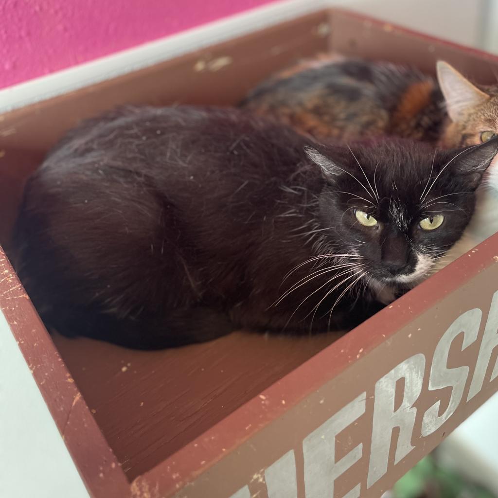 Enlarge Daisy, a Adoptable Domestic Short Hair in West Des Moines, IA image 3/6