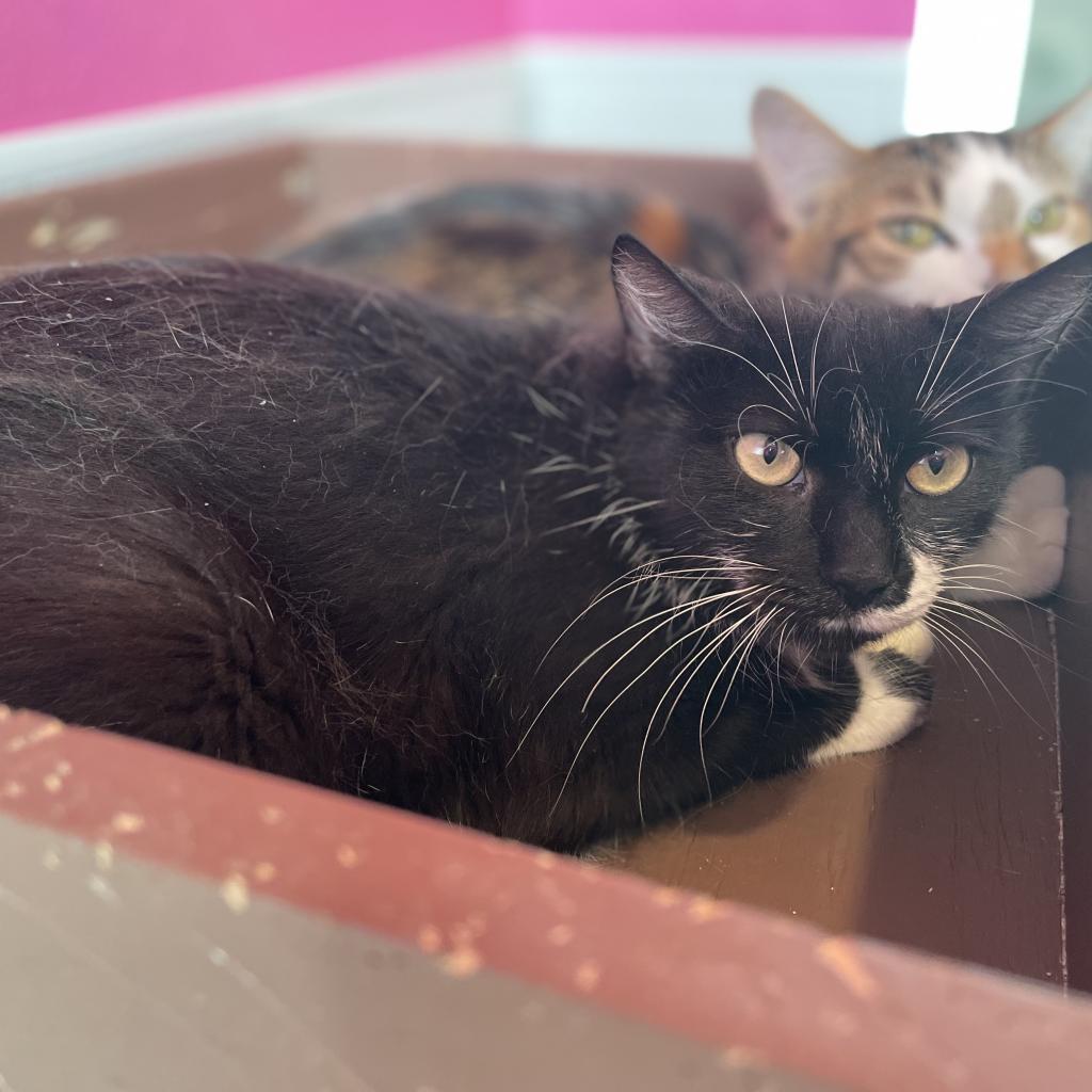 Enlarge Daisy, a Adoptable Domestic Short Hair in West Des Moines, IA image 4/6