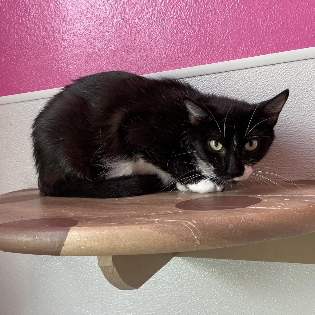 Enlarge Daisy, a Adoptable Domestic Short Hair in West Des Moines, IA image 5/6