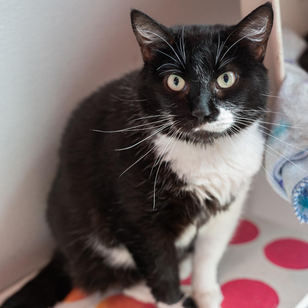 Enlarge Daisy, a Adoptable Domestic Short Hair in West Des Moines, IA image 6/6