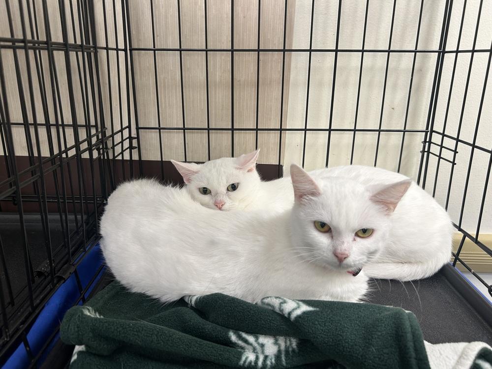 Enlarge Sugar XII, a Adoptable Domestic Short Hair in Muskegon, MI image 1/1