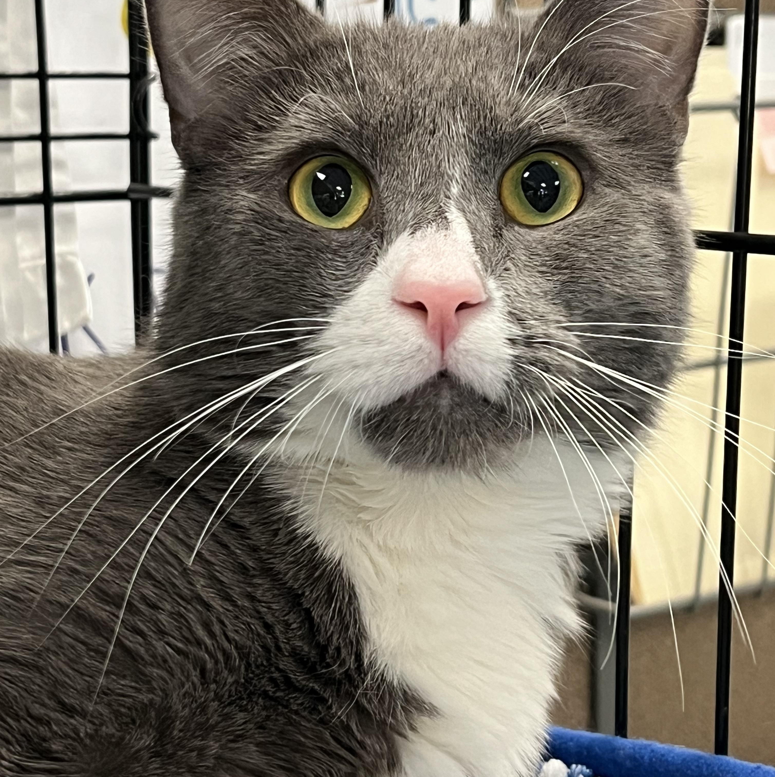 Enlarge Smokey, a ADOPTABLE Domestic Short Hair in Johnston, RI image 1/6