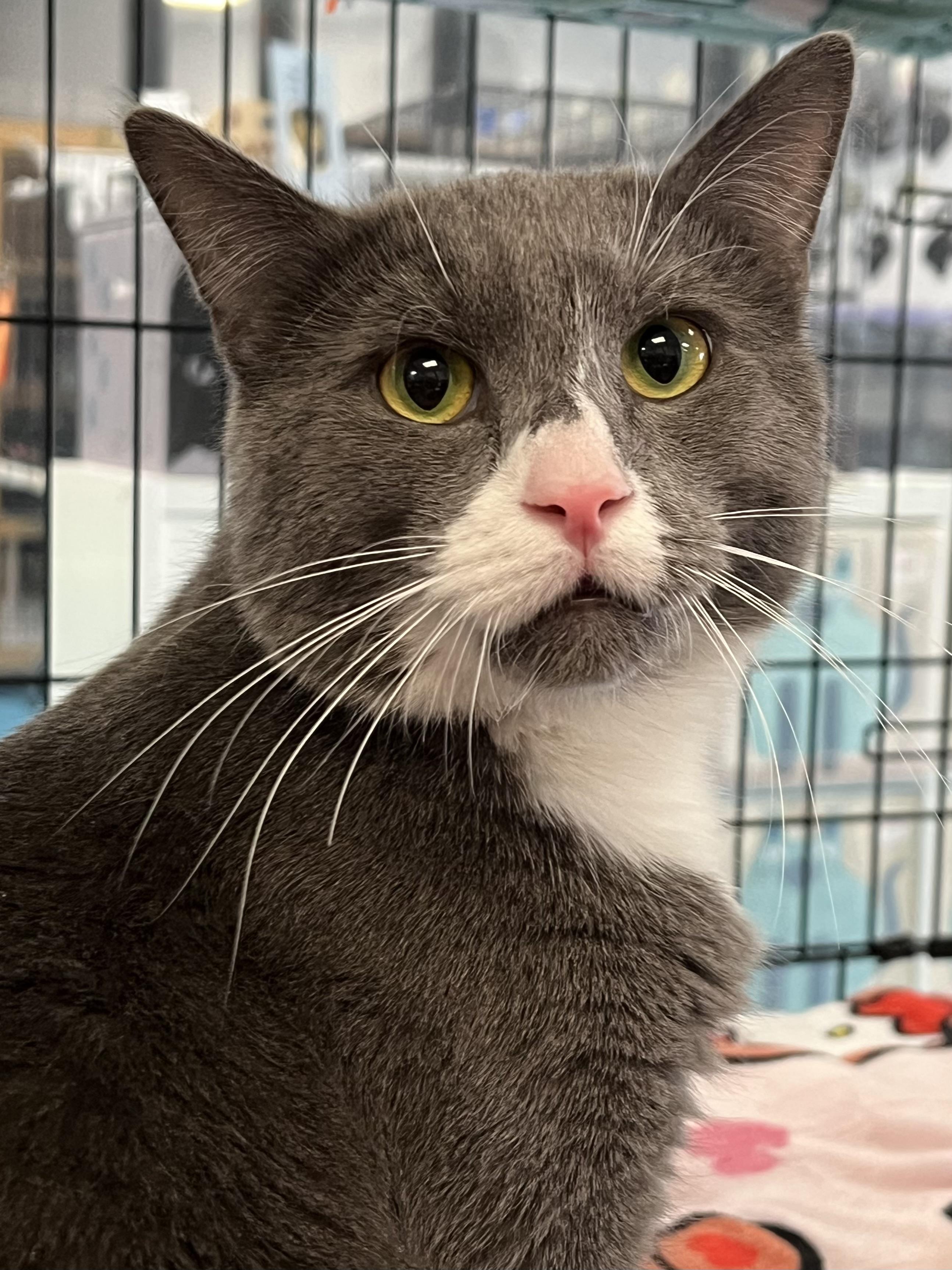 Enlarge Smokey, a ADOPTABLE Domestic Short Hair in Johnston, RI image 4/6