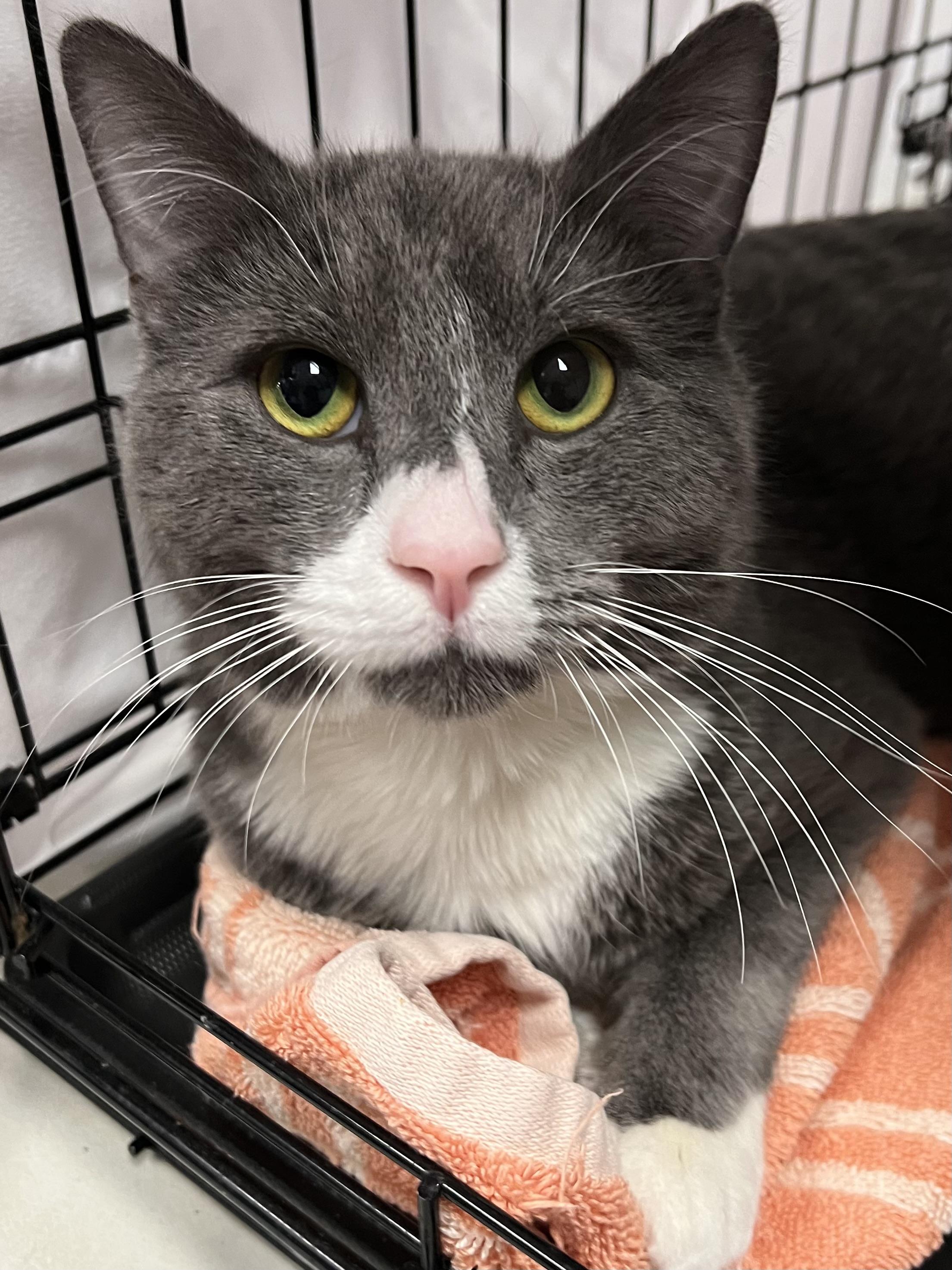Enlarge Smokey, a ADOPTABLE Domestic Short Hair in Johnston, RI image 3/6