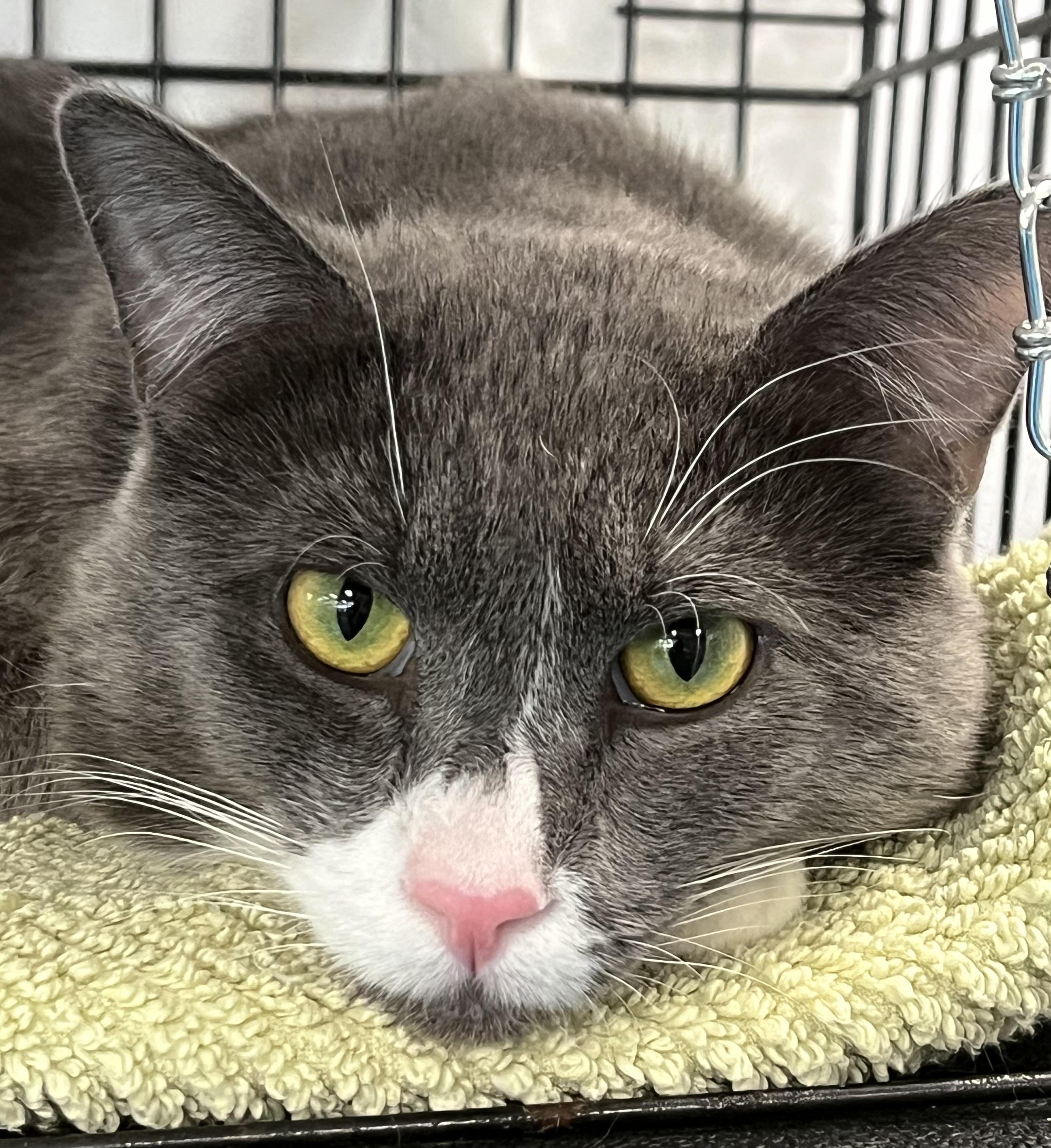 Enlarge Smokey, a ADOPTABLE Domestic Short Hair in Johnston, RI image 2/6