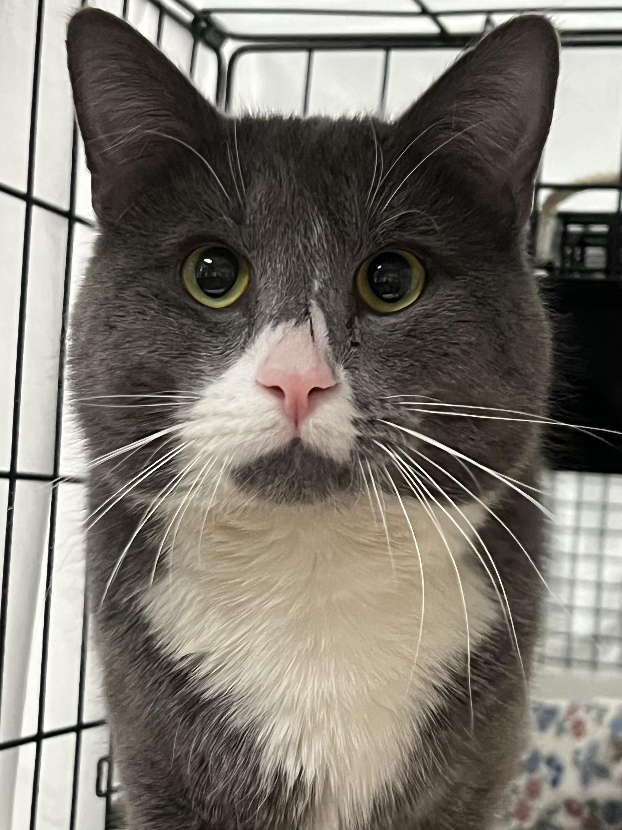 Enlarge Smokey, a ADOPTABLE Domestic Short Hair in Johnston, RI image 6/6