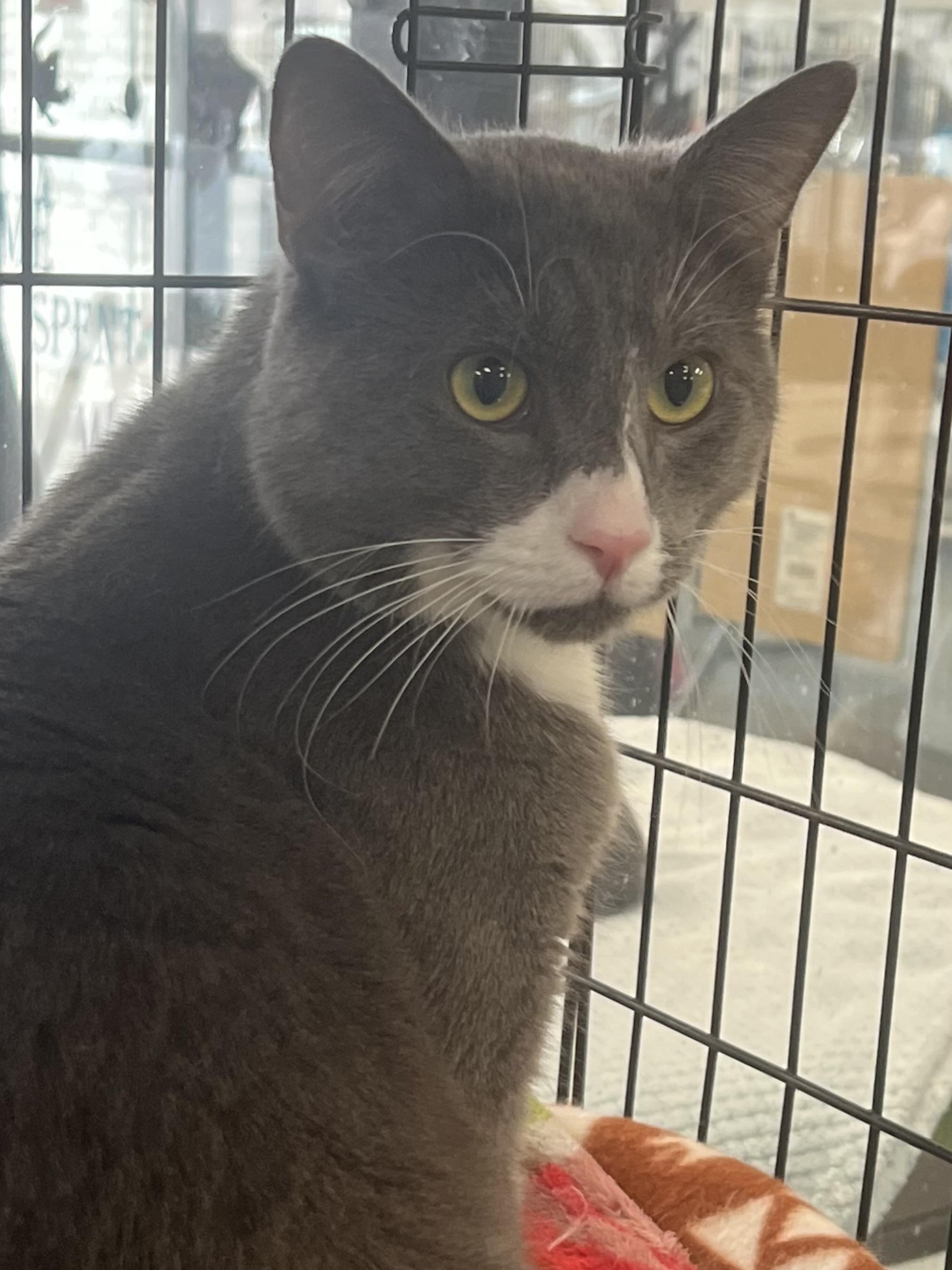 Enlarge Smokey, a ADOPTABLE Domestic Short Hair in Johnston, RI image 5/6