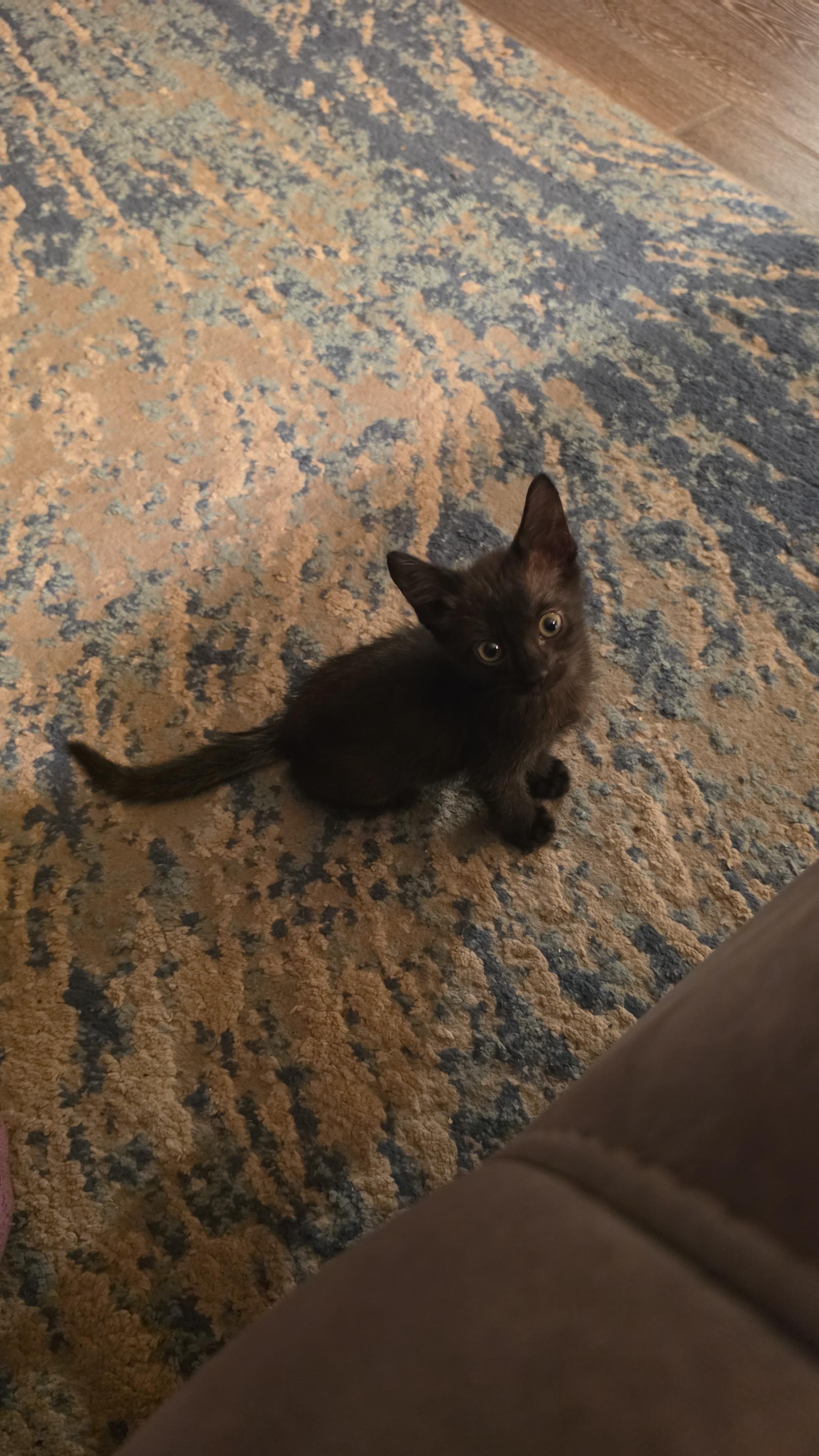 Kuru, Adoptable, Kitten Male Domestic Short Hair.