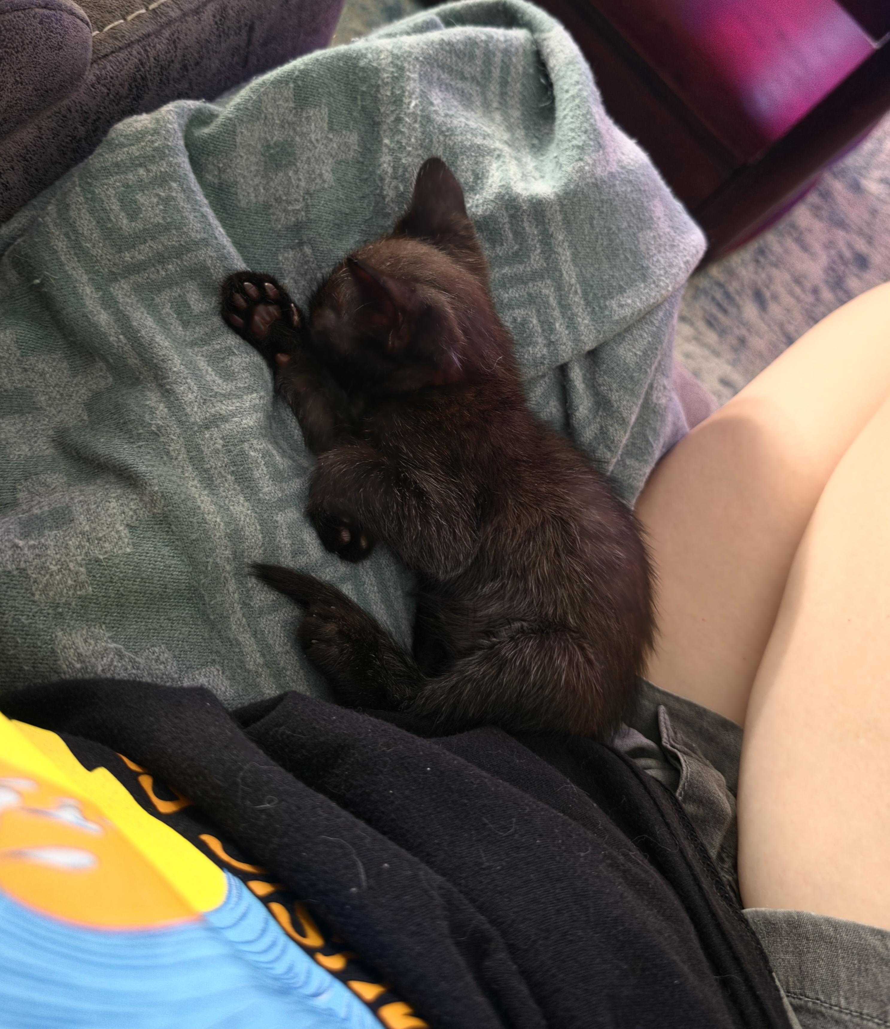Enlarge Kuru, a Adoptable Domestic Short Hair in St Petersburg, FL image 2/6