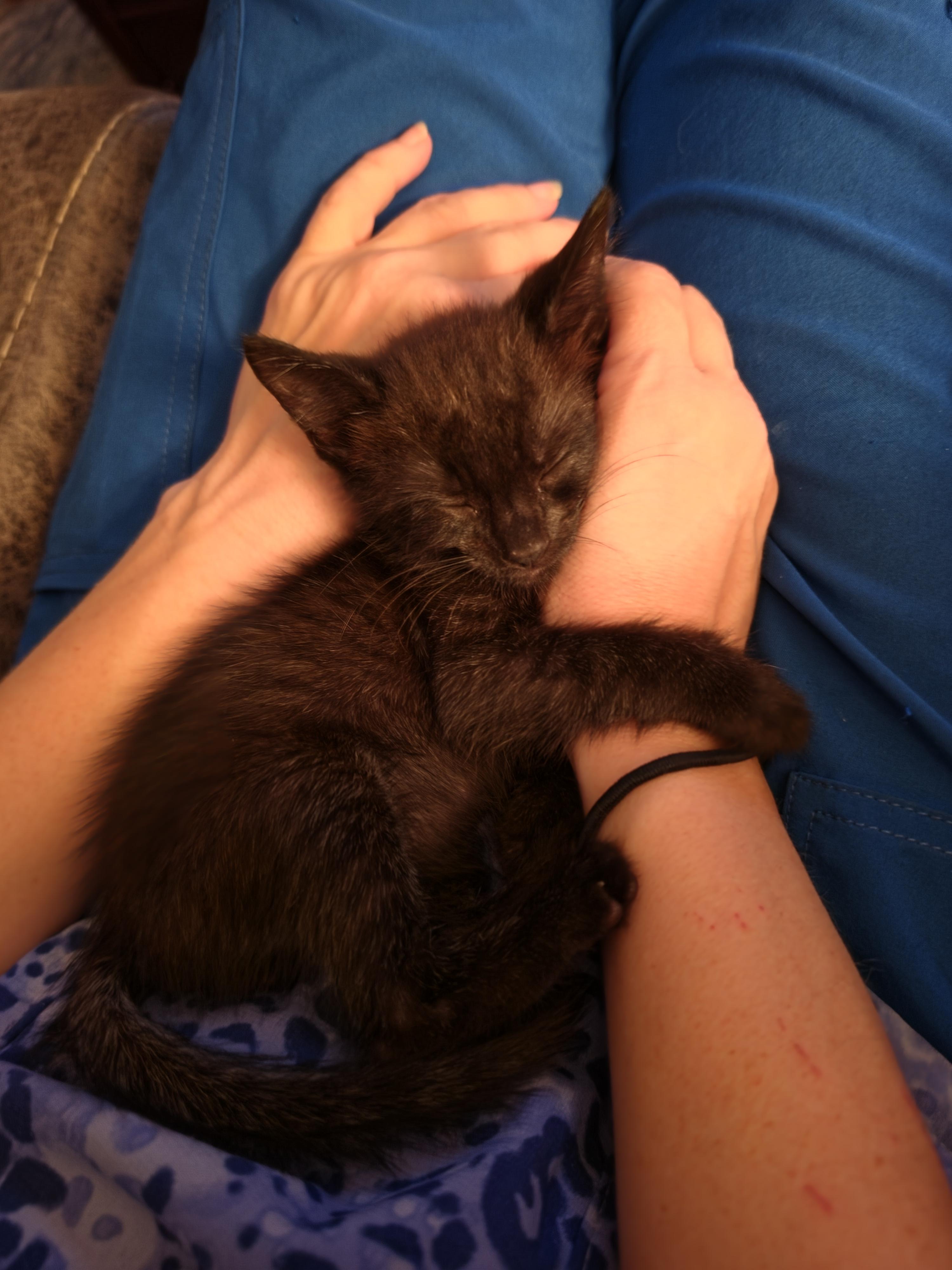 Enlarge Kuru, a Adoptable Domestic Short Hair in St Petersburg, FL image 4/6