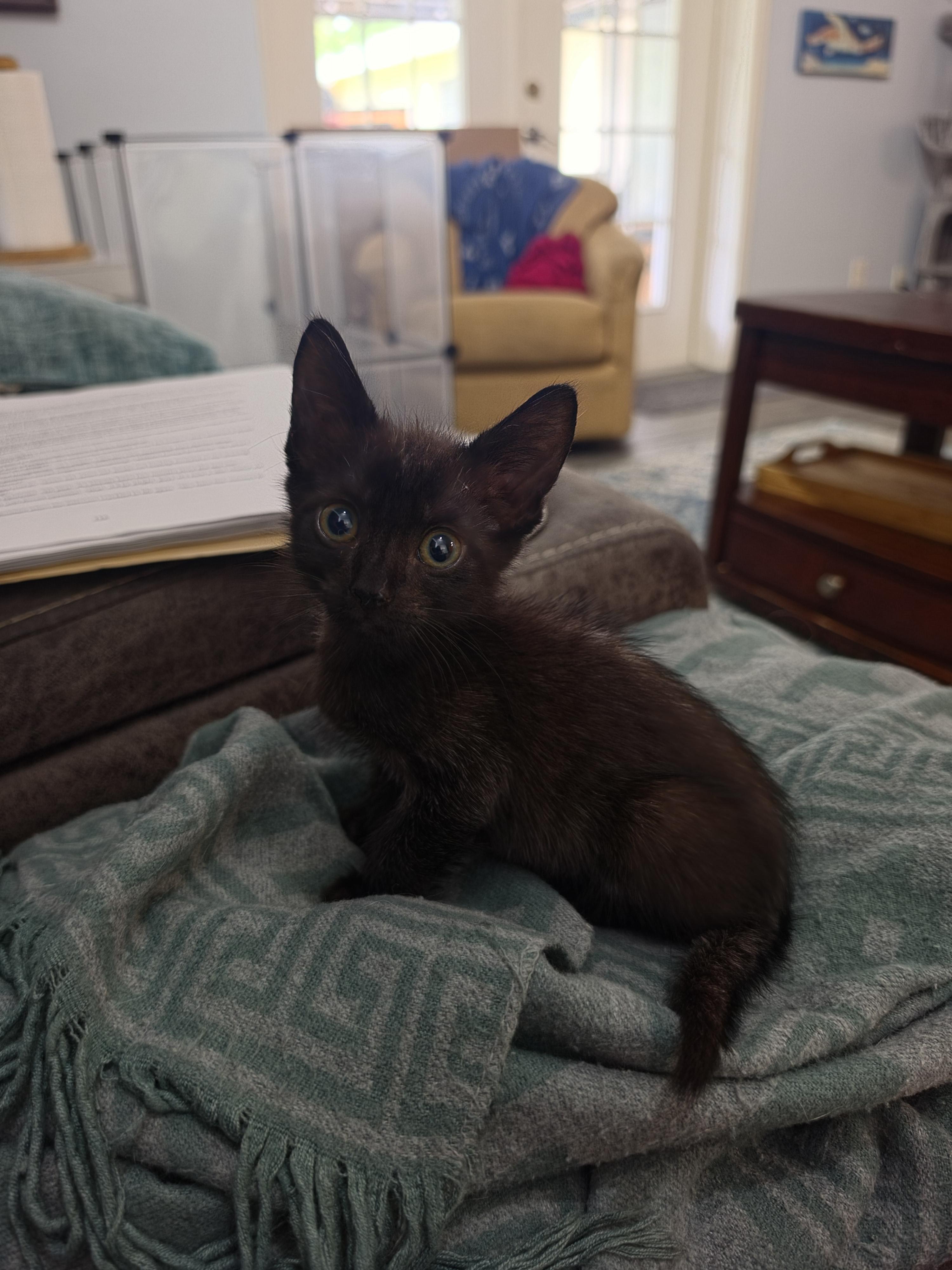 Enlarge Kuru, a Adoptable Domestic Short Hair in St Petersburg, FL image 5/6