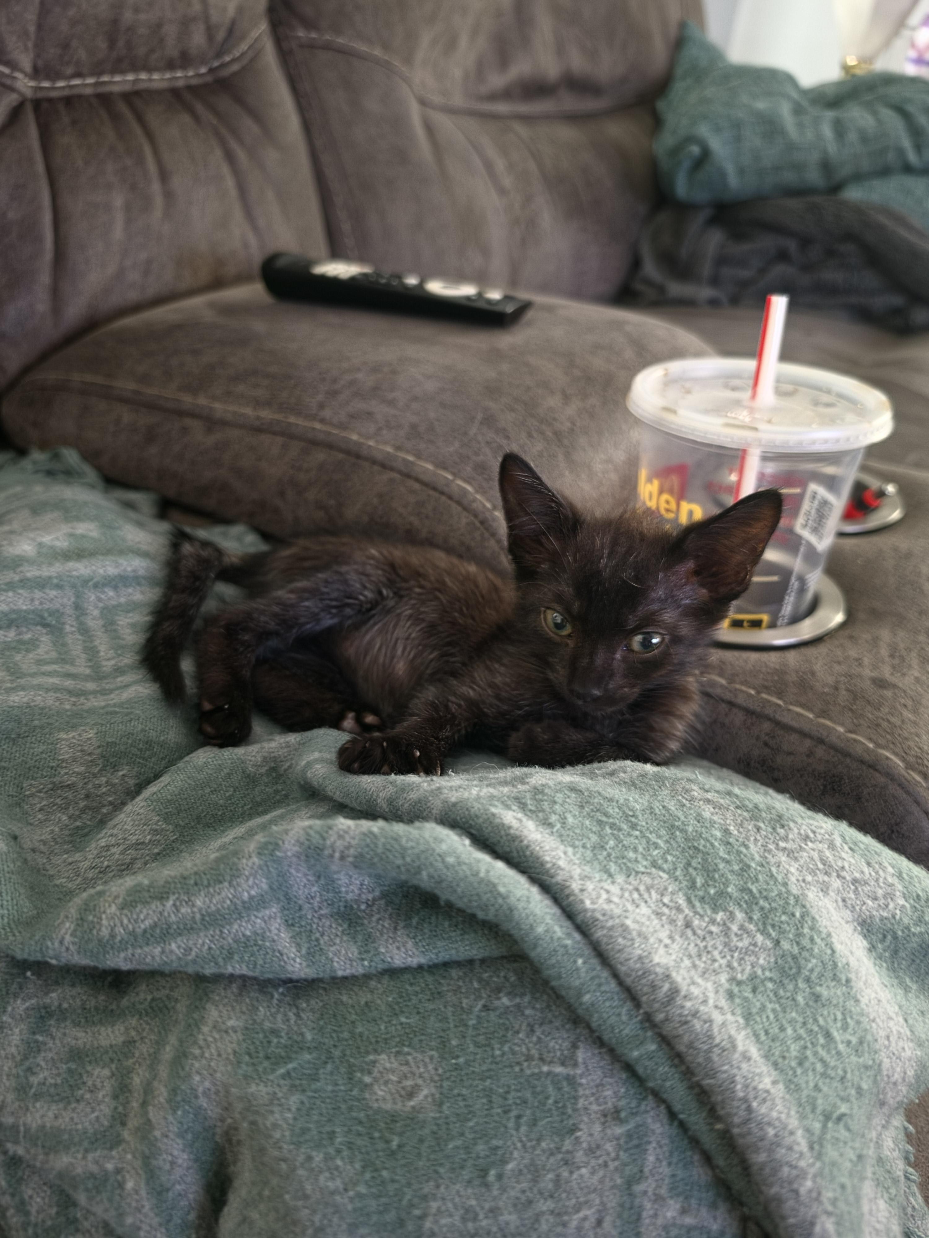 Enlarge Kuru, a Adoptable Domestic Short Hair in St Petersburg, FL image 6/6