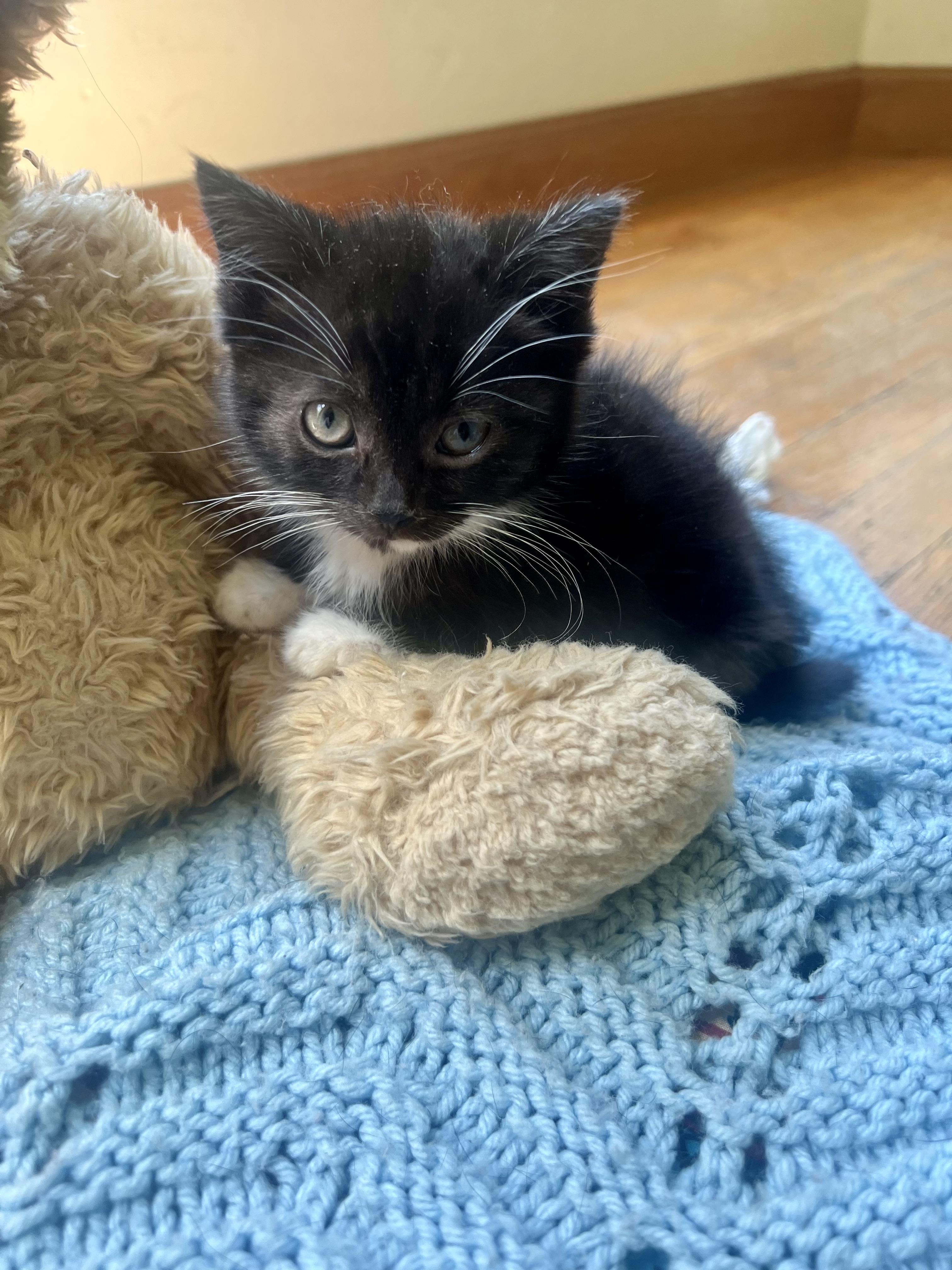 Oreo, a ADOPTABLE mixed breed in toledo, OH image 5/6