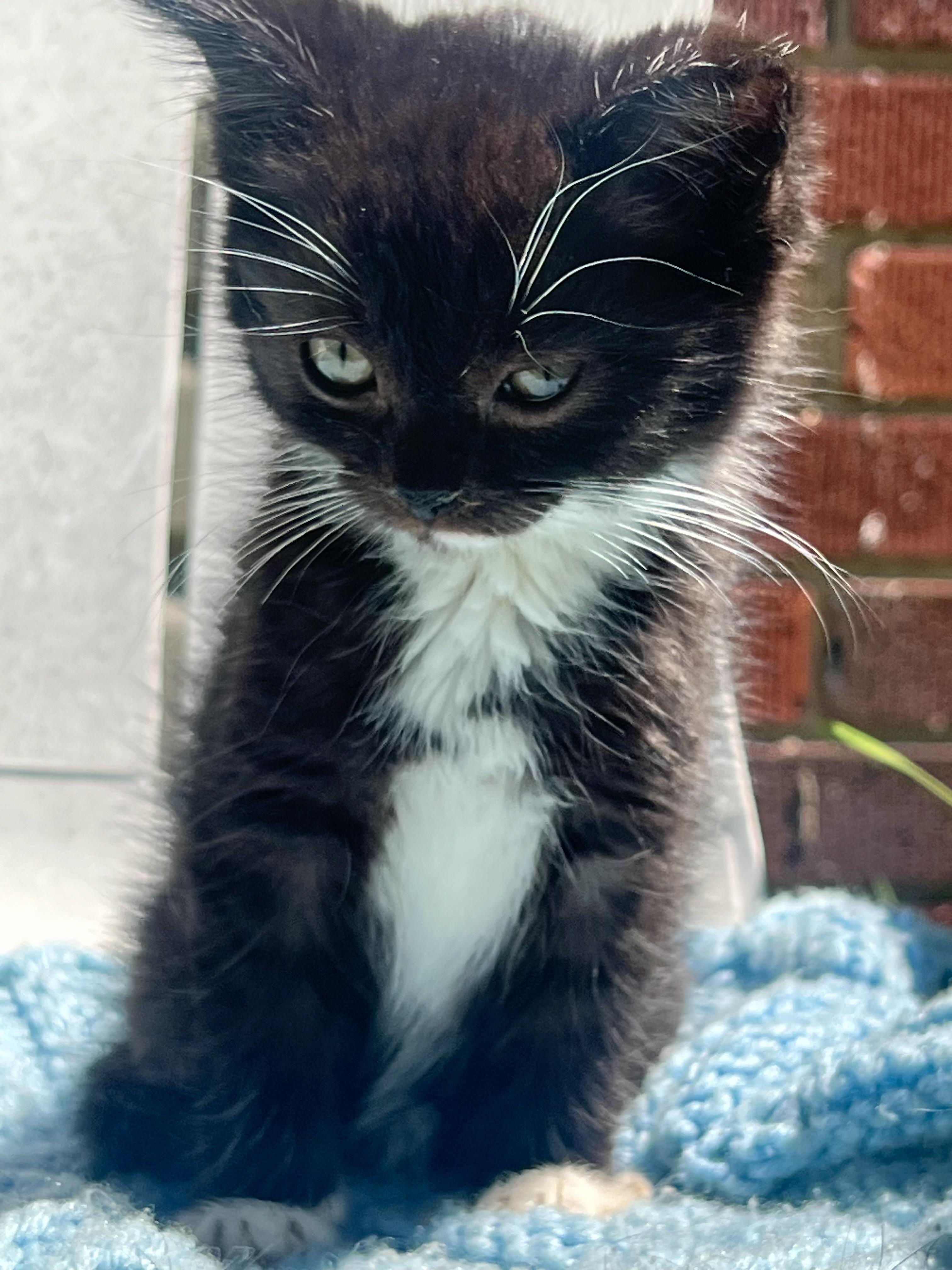 Oreo, ADOPTABLE, Kitten Male Maine Coon.