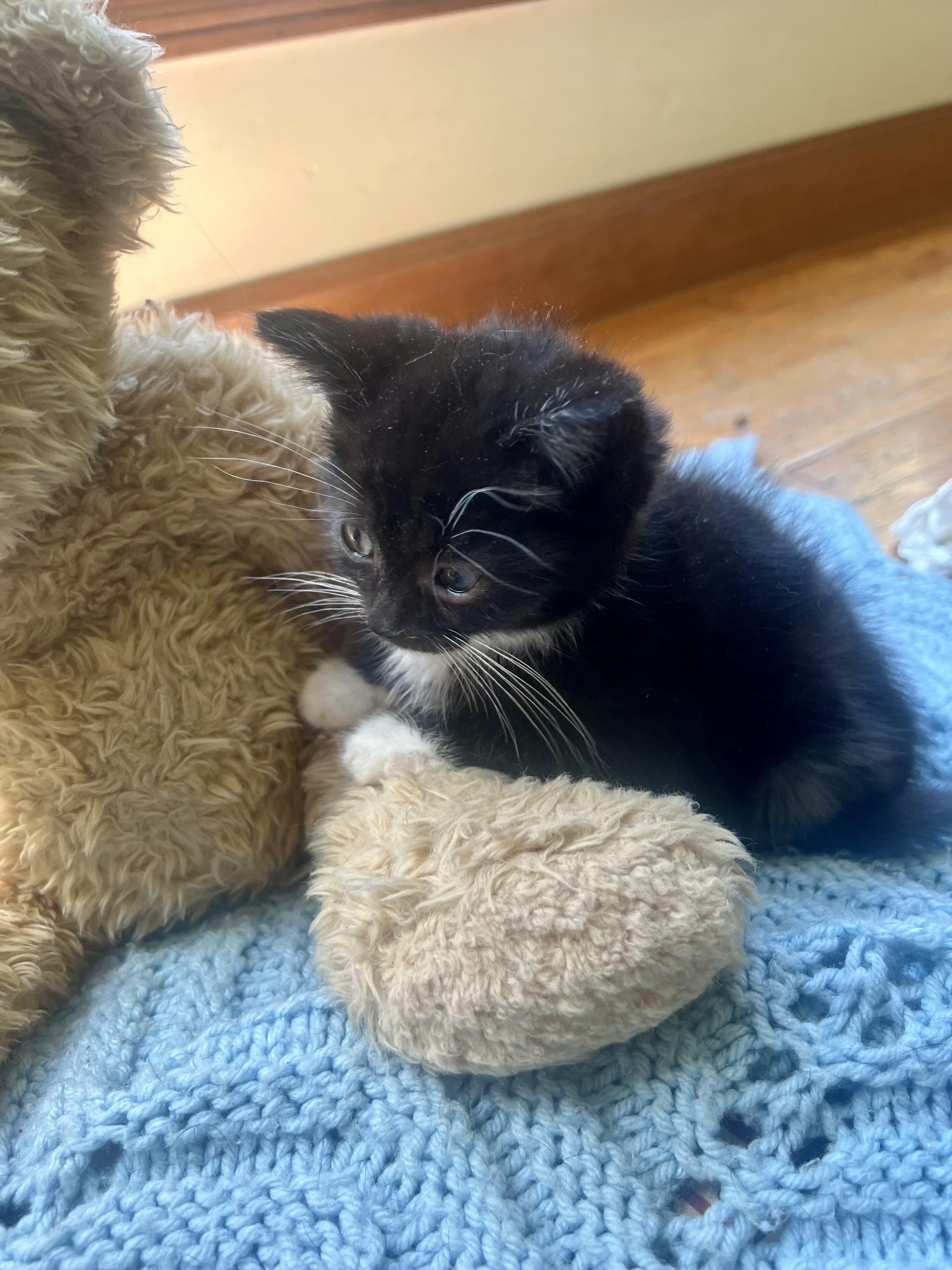 Oreo, a ADOPTABLE mixed breed in toledo, OH image 4/6