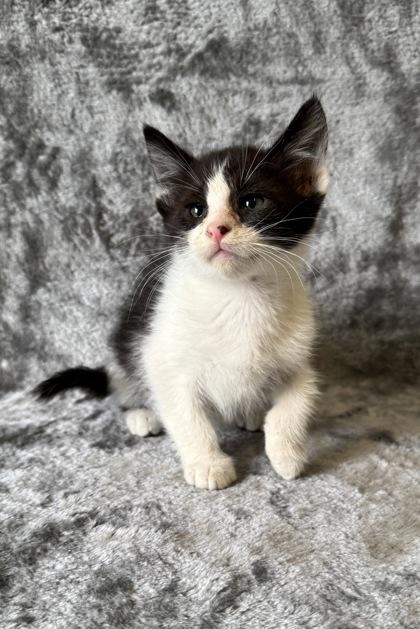 Simba, ADOPTABLE, Young Male Domestic Short Hair.