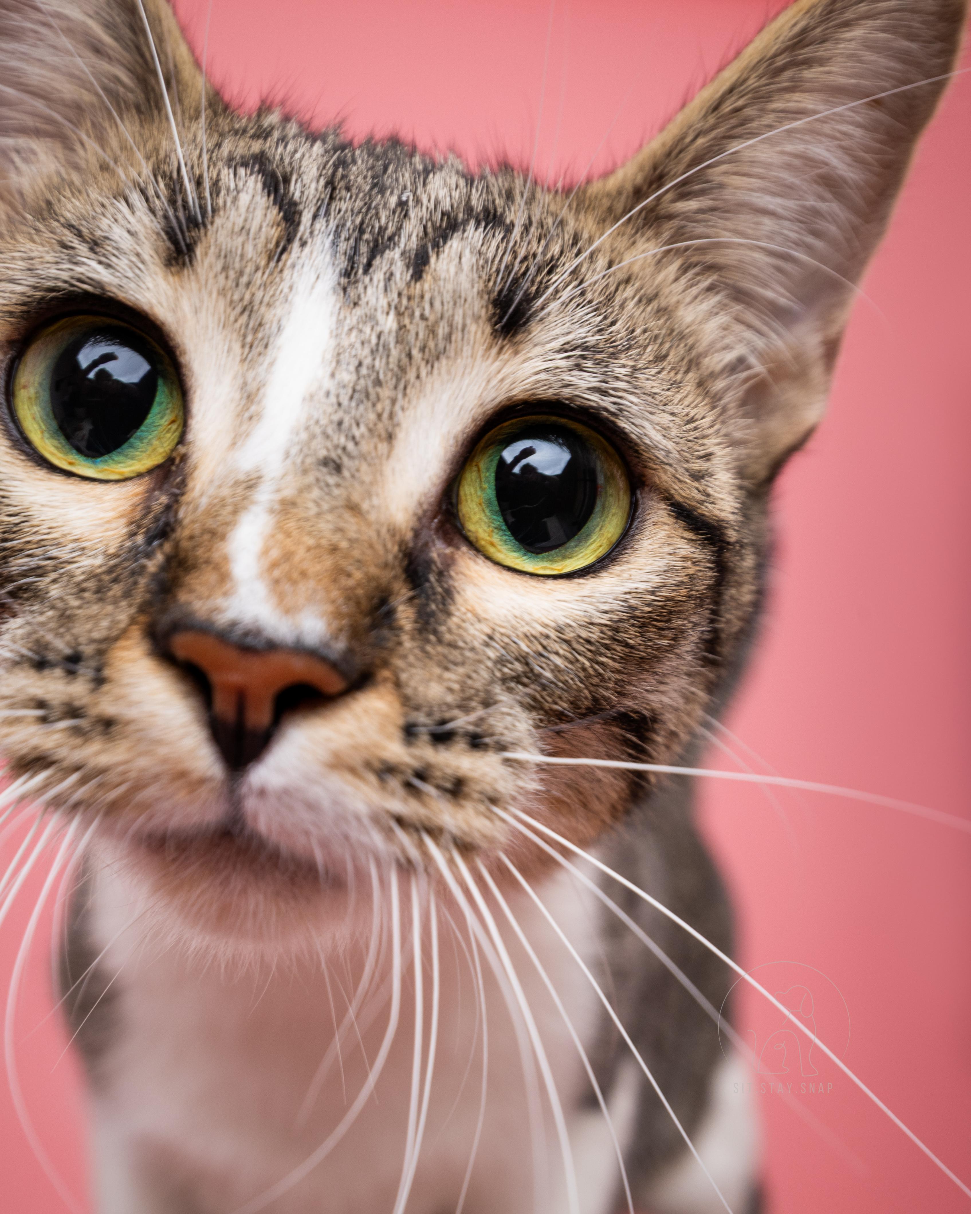 Enlarge Strawberry, a ADOPTABLE mixed breed in Fort Collins, CO image 2/5