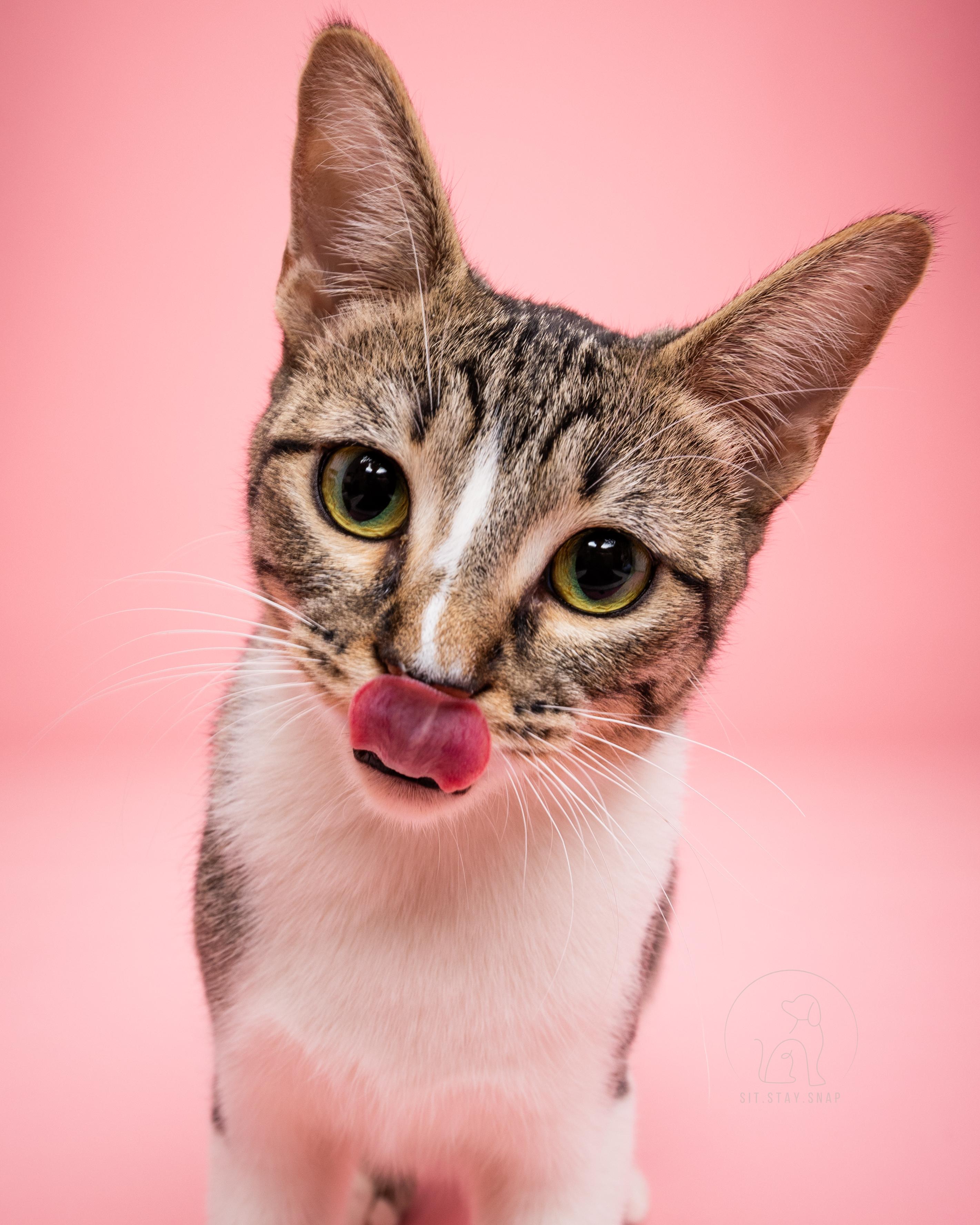 Enlarge Strawberry, a ADOPTABLE mixed breed in Fort Collins, CO image 3/5
