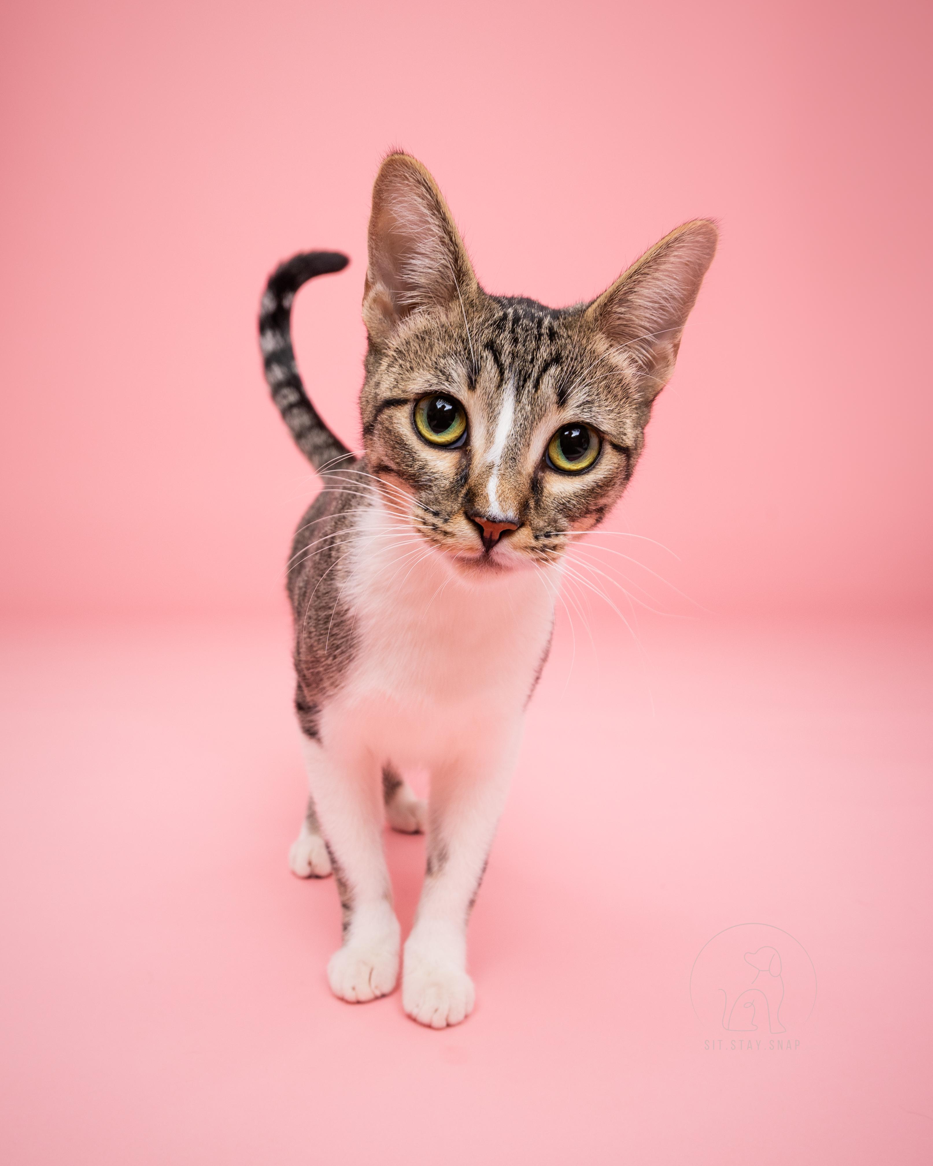 Enlarge Strawberry, a ADOPTABLE mixed breed in Fort Collins, CO image 4/5
