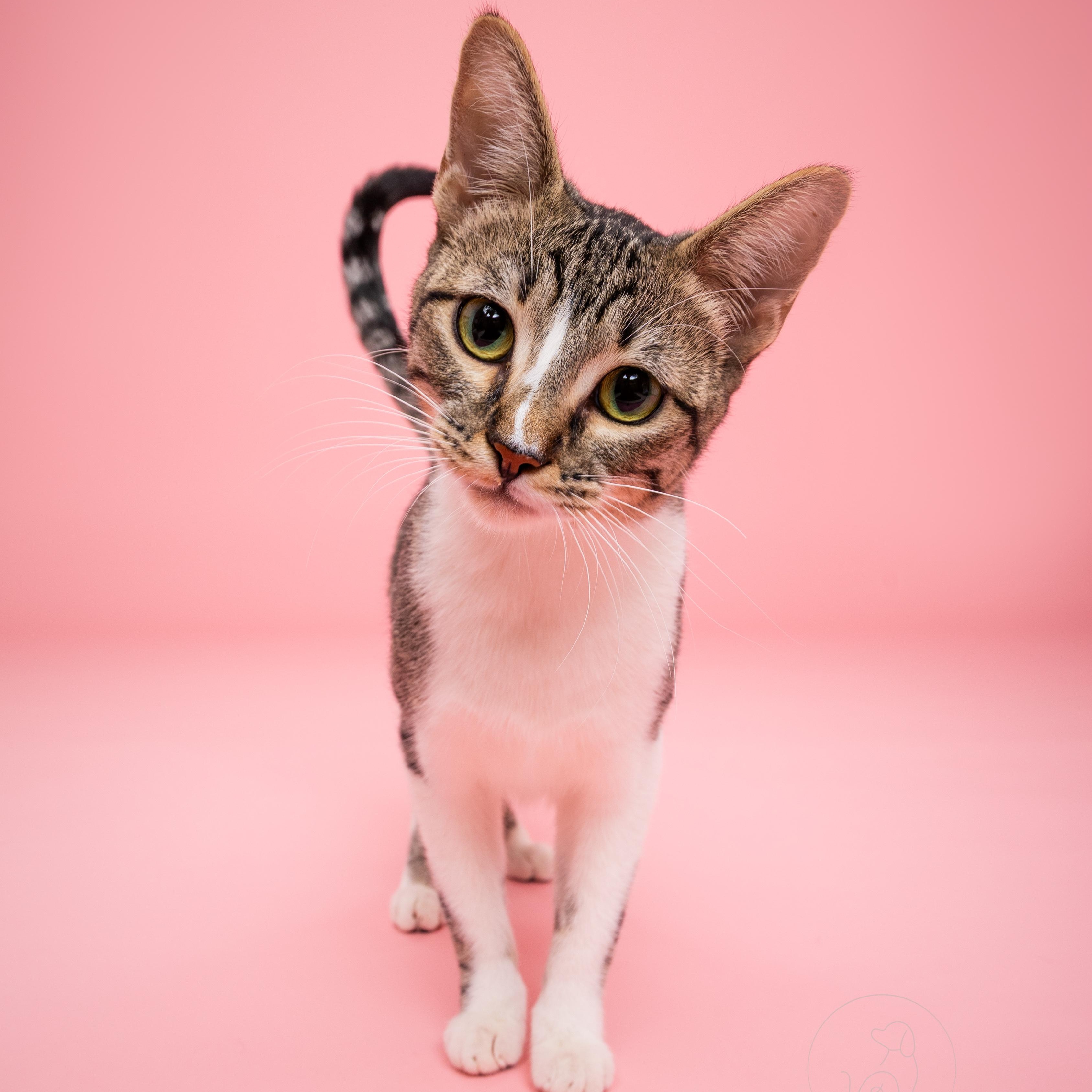 Strawberry, ADOPTABLE, Adult Female Domestic Short Hair.