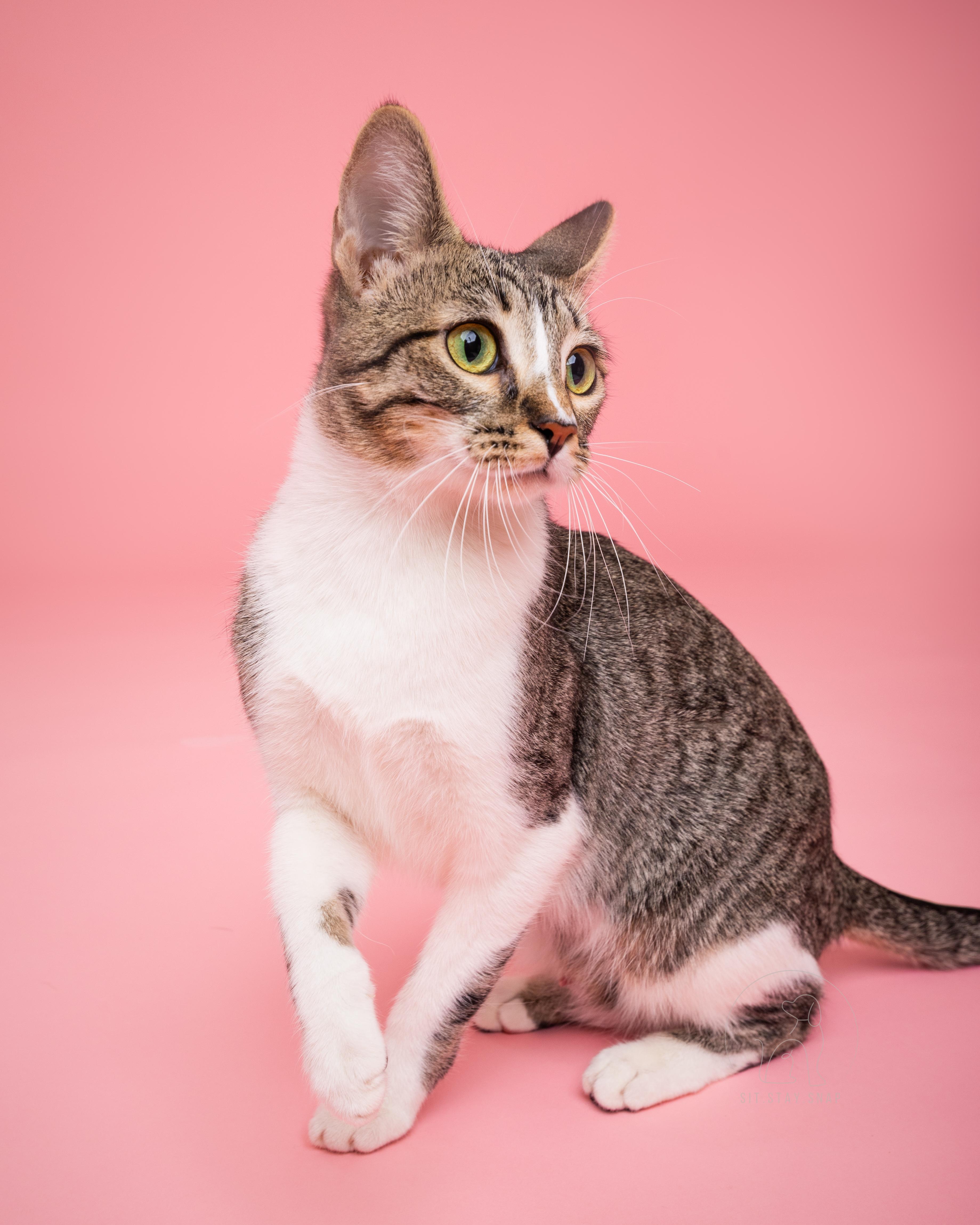 Enlarge Strawberry, a ADOPTABLE mixed breed in Fort Collins, CO image 5/5