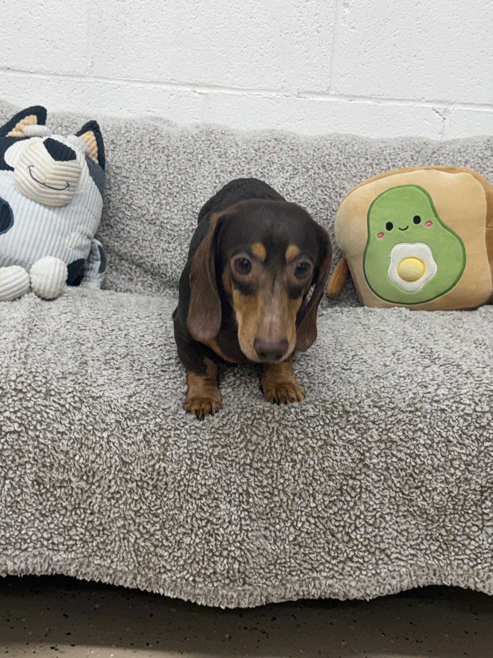 Rocky, Adoptable, Adult Male Dachshund.