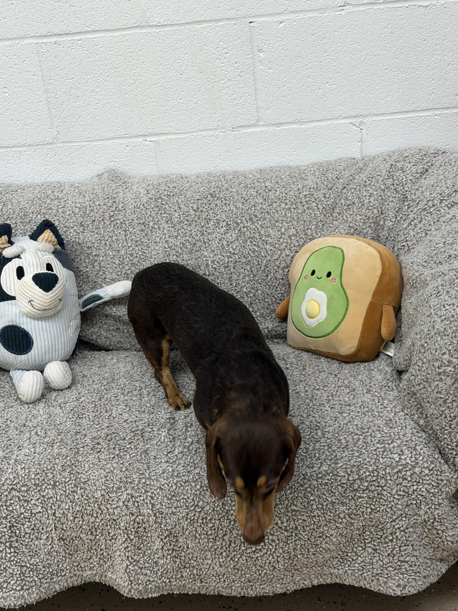 Enlarge Rocky, a Adoptable Dachshund in York, SC image 2/2