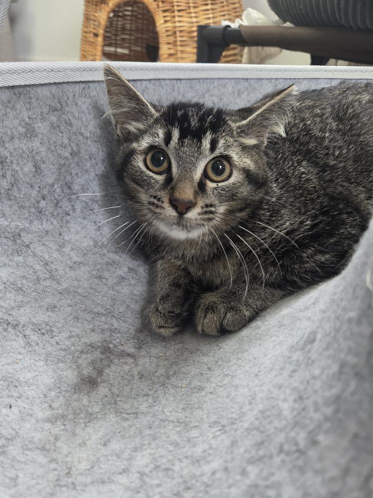 Oz, Adoptable, Kitten Male Domestic Short Hair.