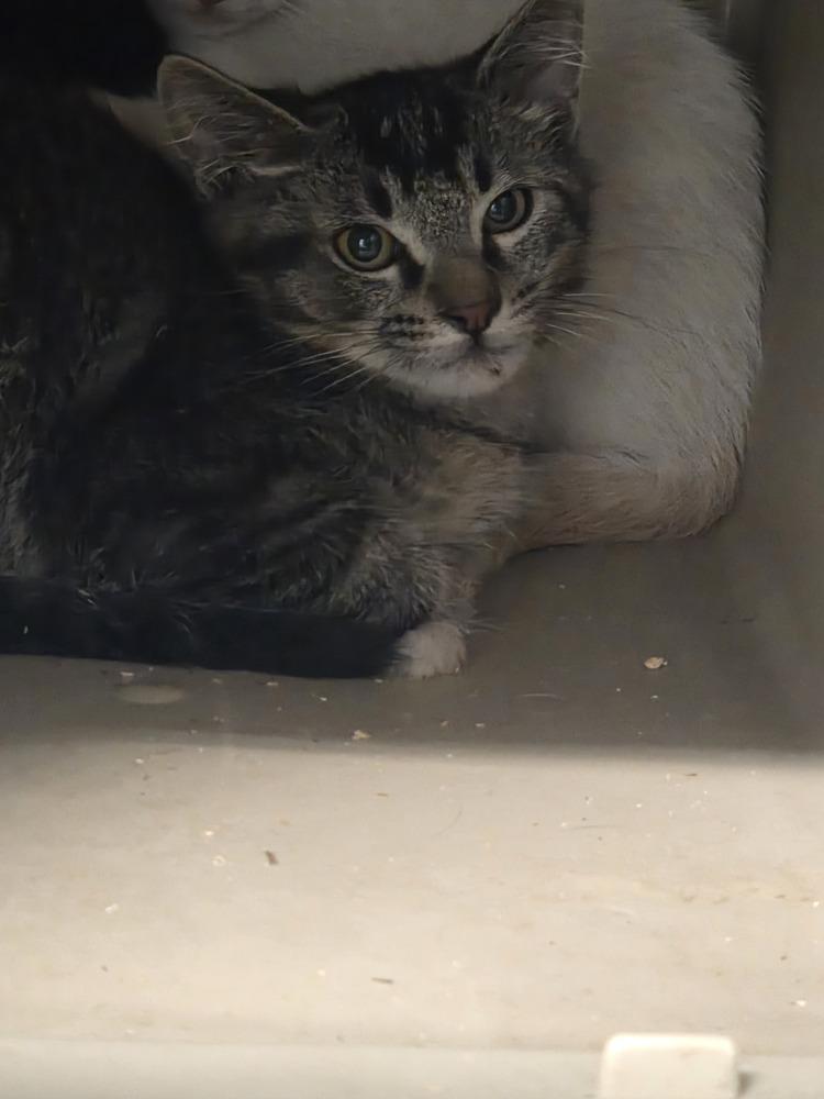 Oz, Adoptable, Kitten Male Domestic Short Hair.