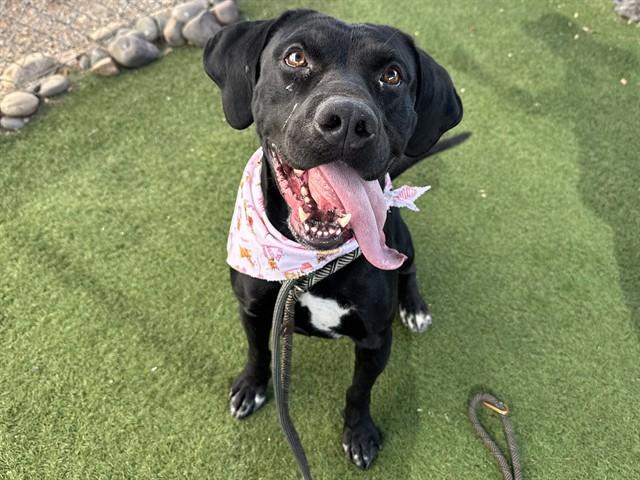 WALUIGI, Adoptable, Young Male Labrador Retriever & Pit Bull Terrier.