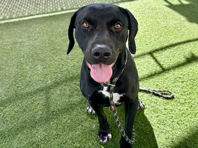 WALUIGI, Adoptable, Young Male Labrador Retriever & Pit Bull Terrier.