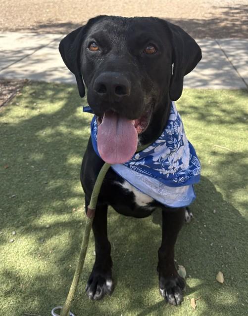 WALUIGI, Adoptable, Young Male Labrador Retriever & Pit Bull Terrier.