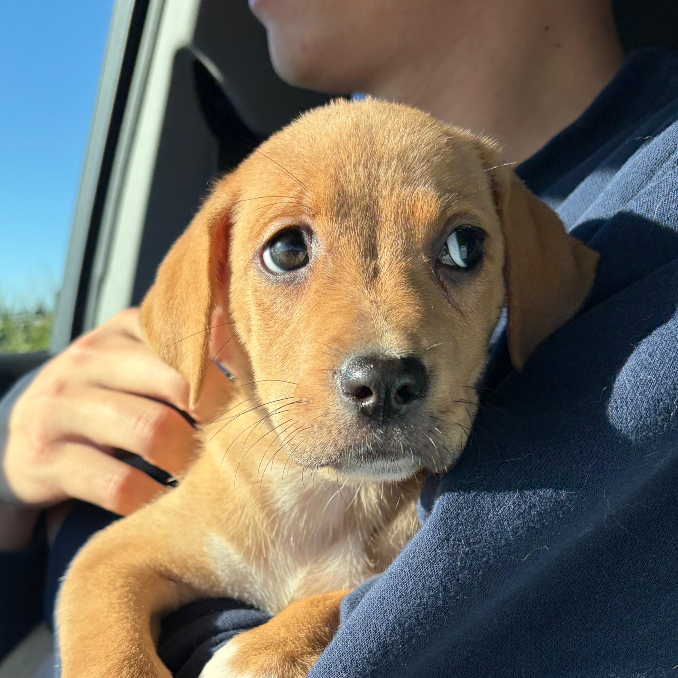 Aurora, Adopted, Puppy Female Mixed Breed.