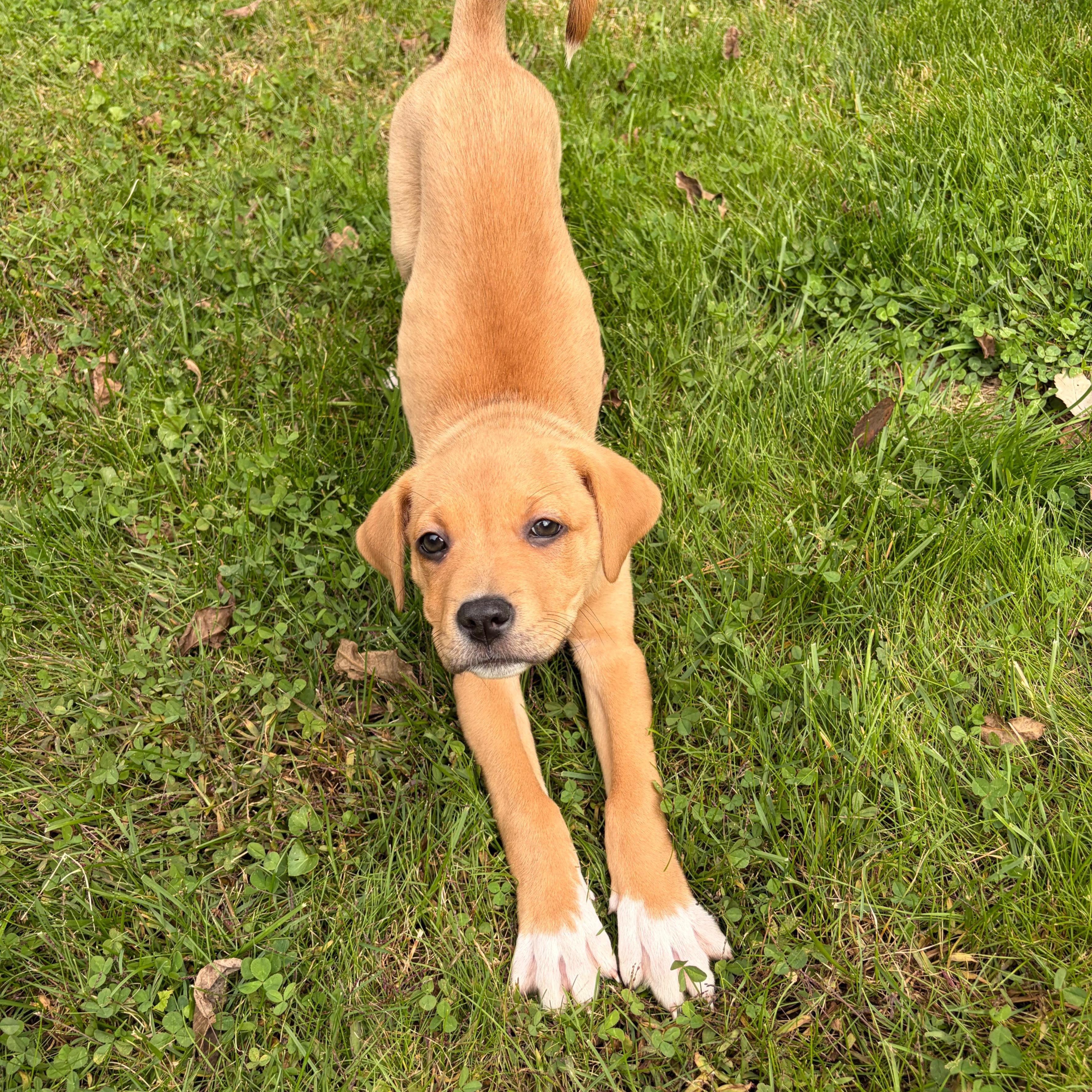 Enlarge Aurora, a Adopted Mixed Breed in Alma, MI image 2/2