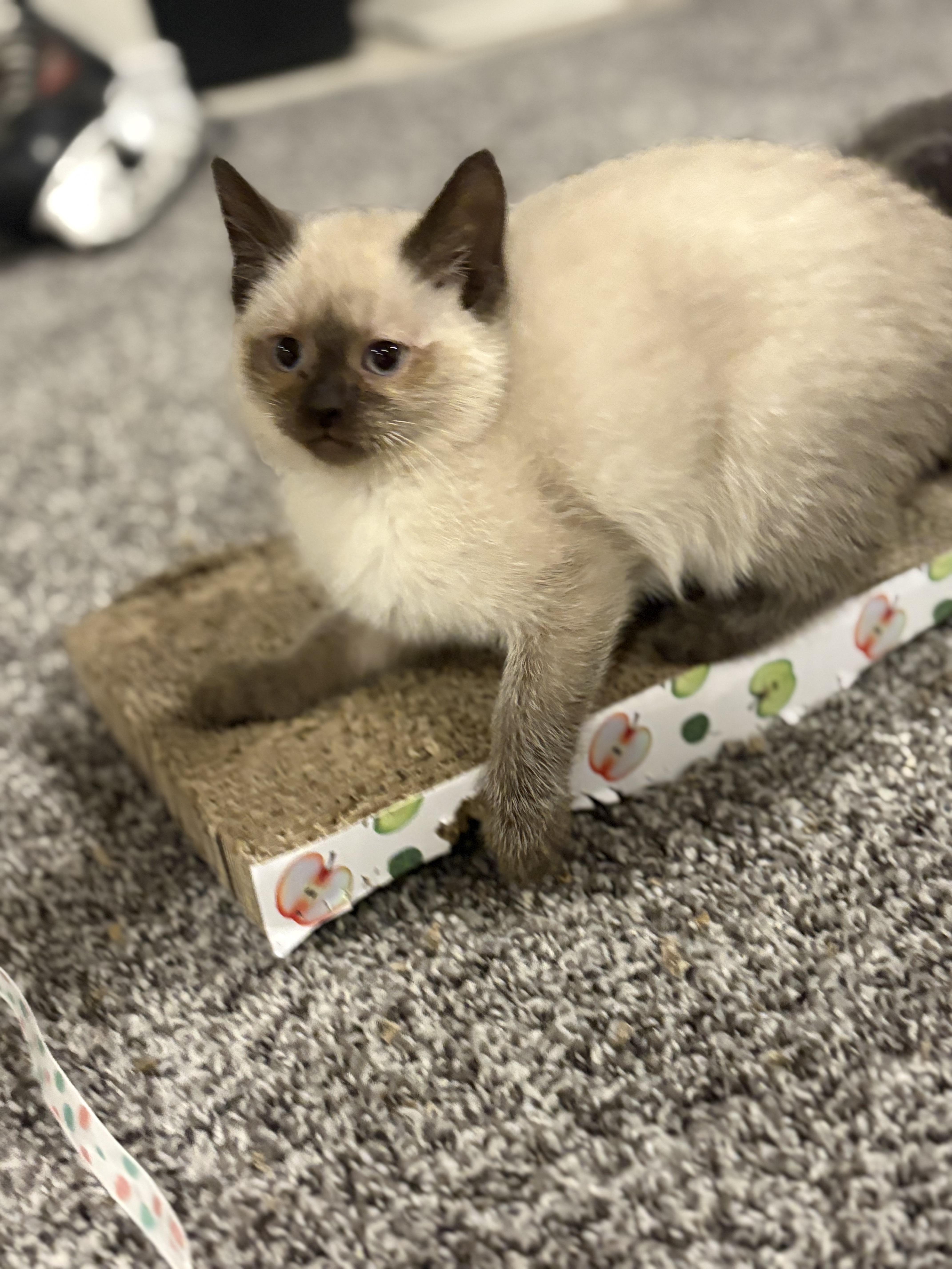 Will Turner, a Adoptable Domestic Short Hair in Boone, IA image 1/4