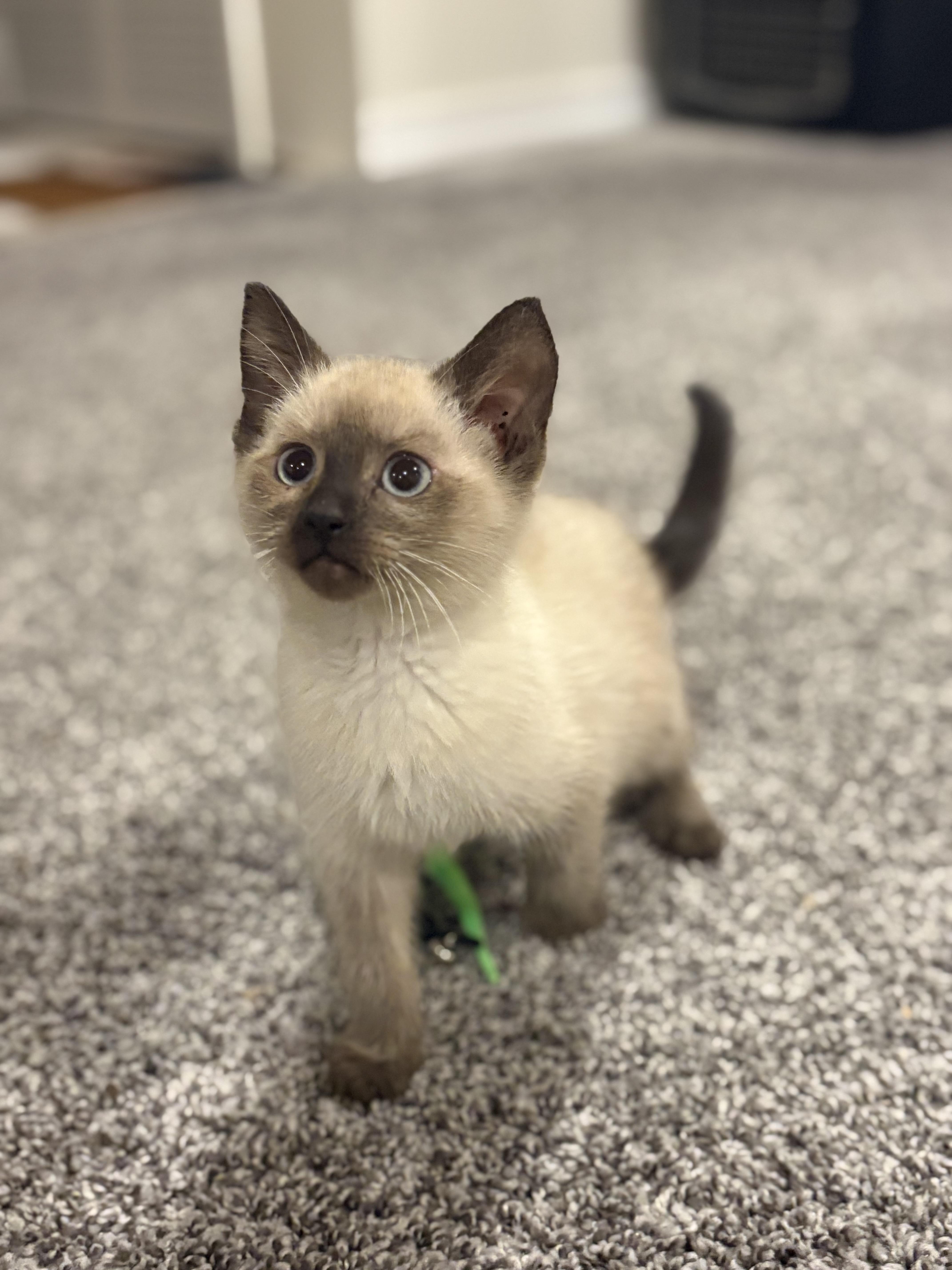 Will Turner, a Adoptable Domestic Short Hair in Boone, IA image 2/4