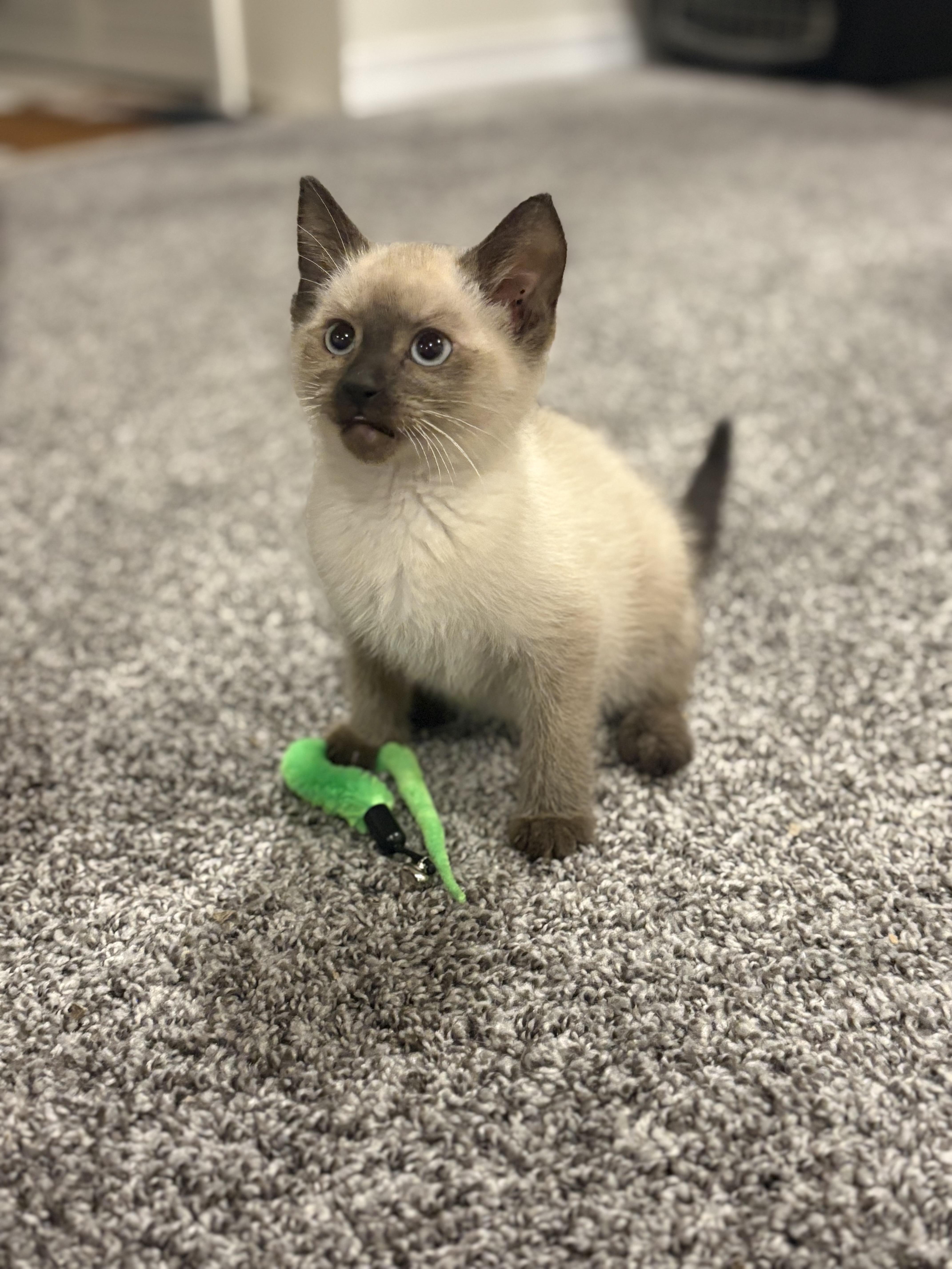Will Turner, a Adoptable Domestic Short Hair in Boone, IA image 3/4