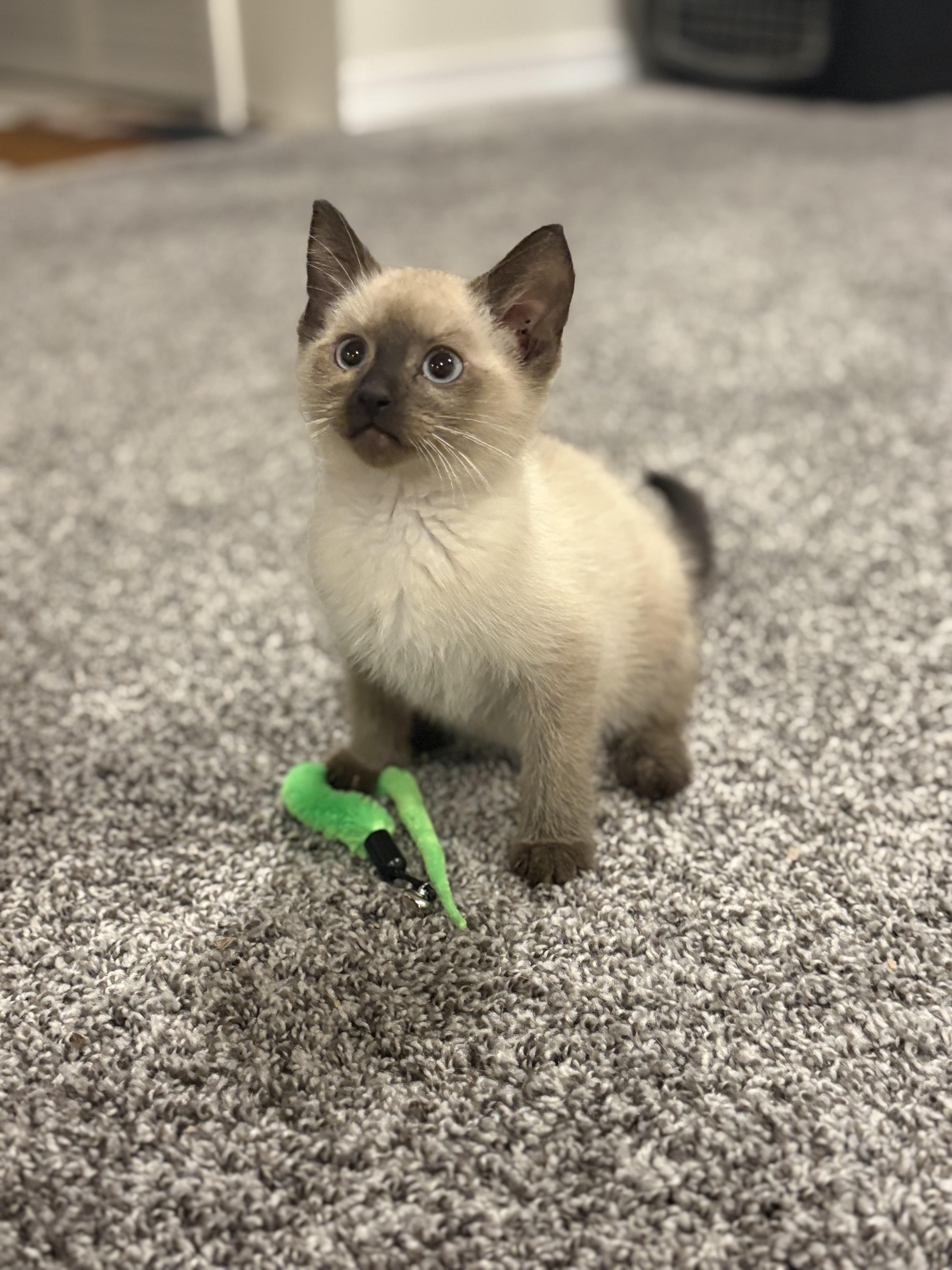 Will Turner, a Adoptable Domestic Short Hair in Boone, IA image 4/4