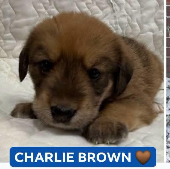 CHARLIE BROWN, Adoptable, Puppy Male Shepherd.