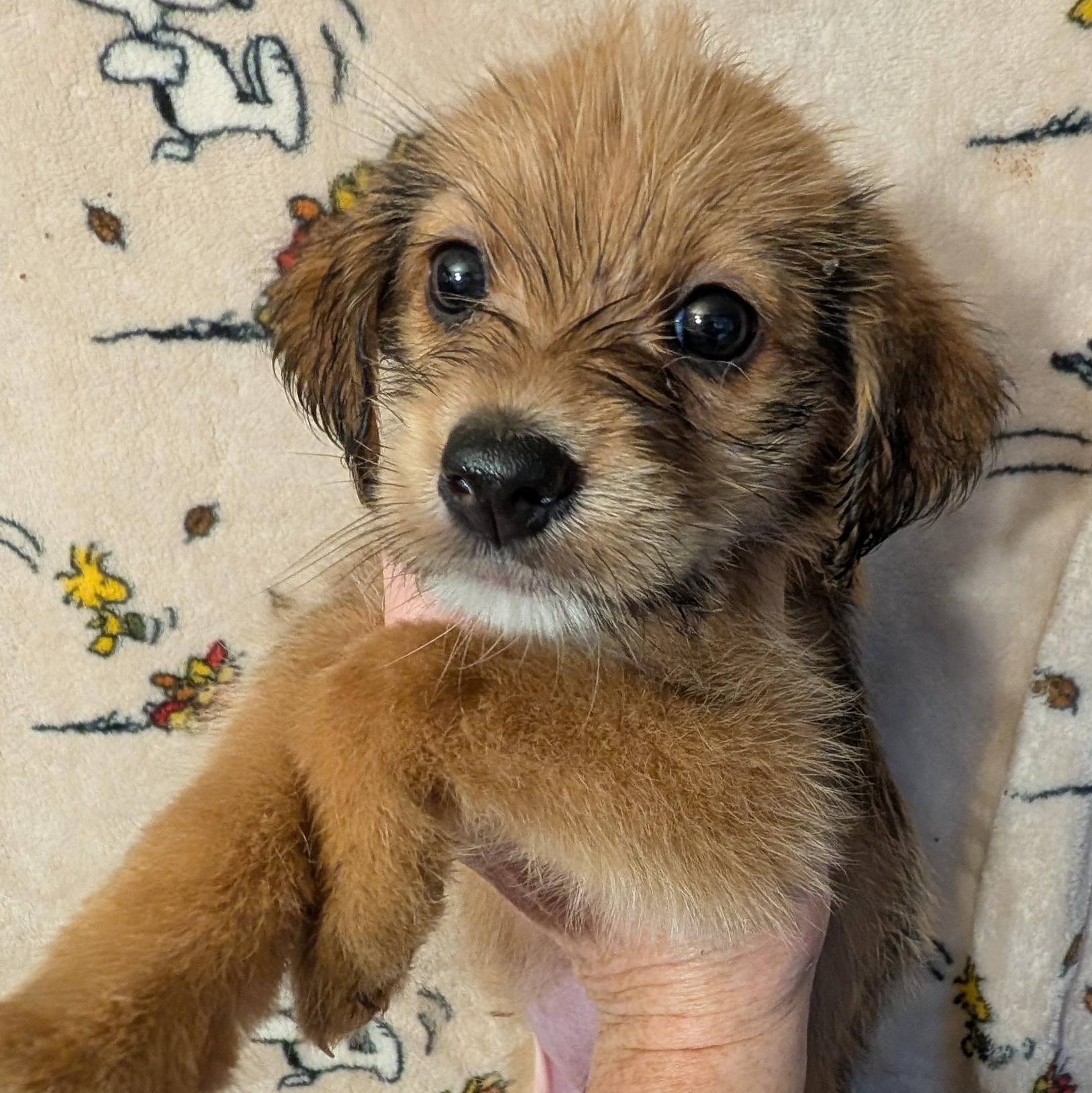 Enlarge CHARLIE BROWN, a Adoptable mixed breed in Browns Mills, NJ image 1/4