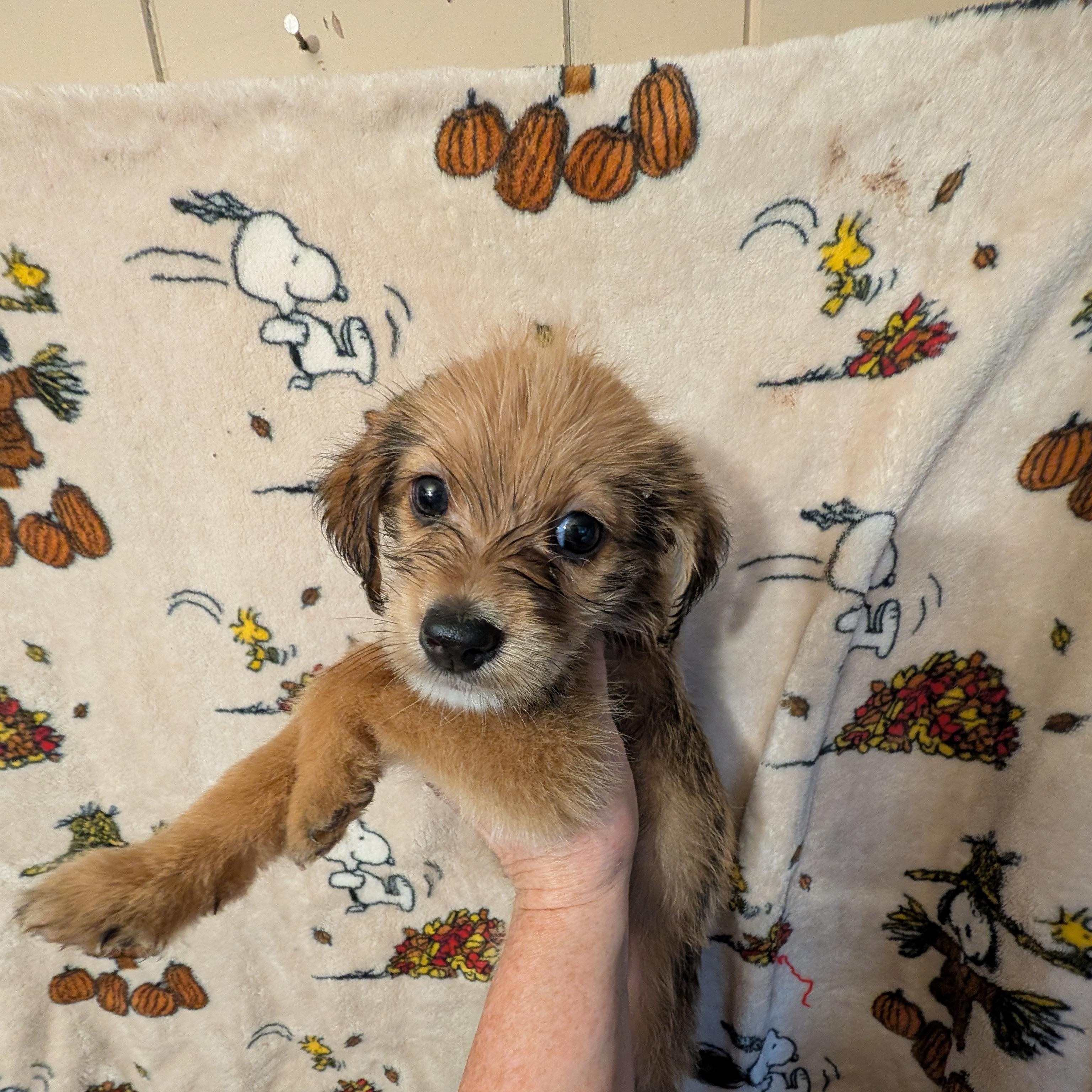 Enlarge CHARLIE BROWN, a Adoptable mixed breed in Browns Mills, NJ image 2/4