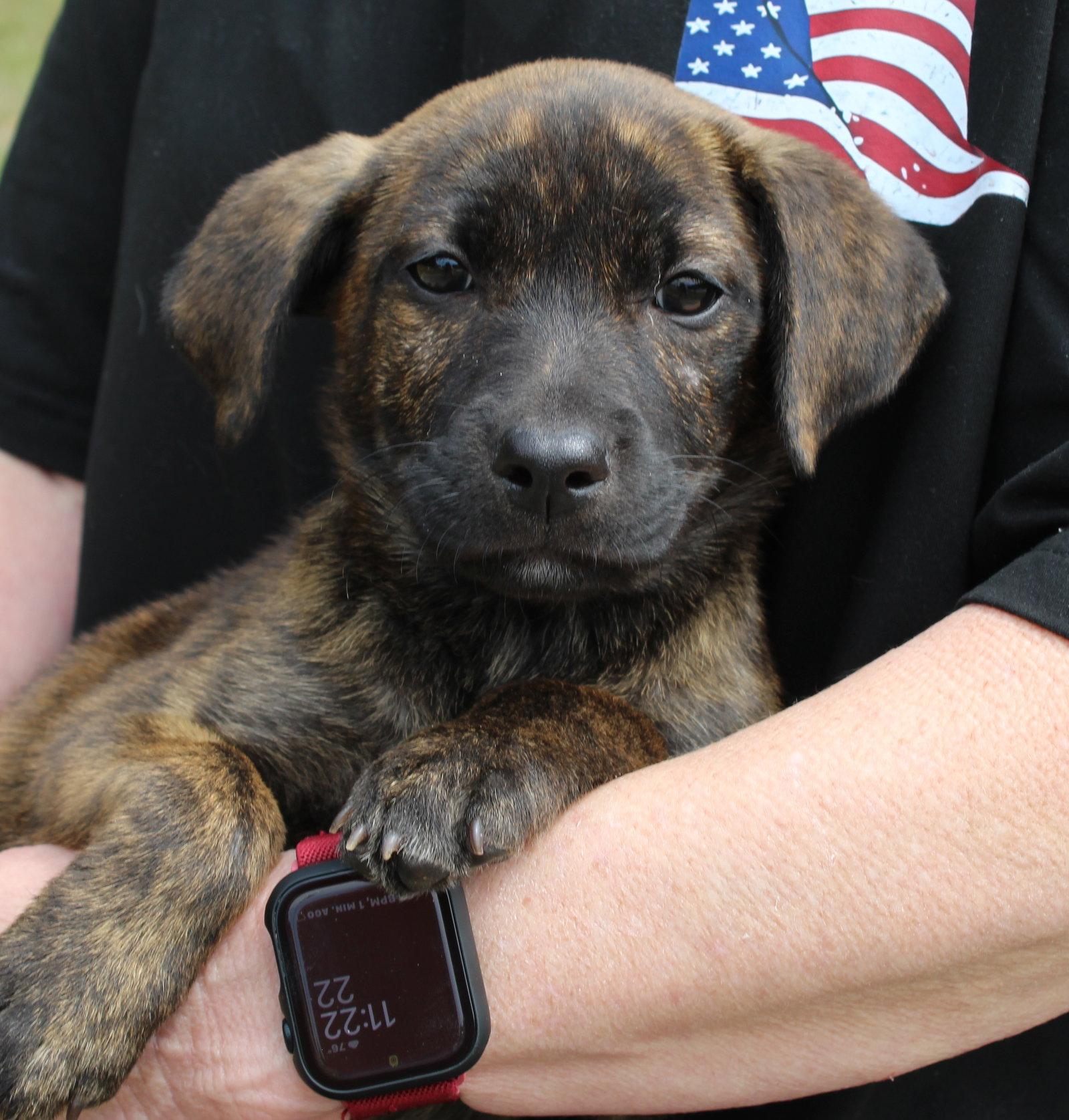 Xyla 43469, Adoptable, Puppy Female Labrador Retriever.
