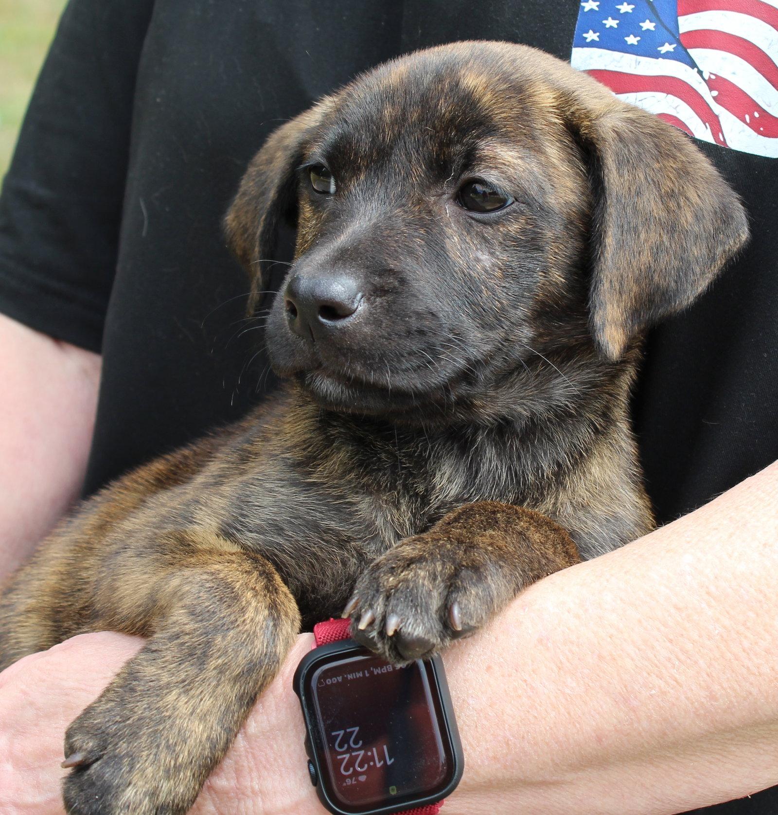Enlarge Xyla 43469, a Adoptable Labrador Retriever in Prattville, AL image 2/2