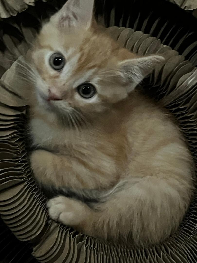 Enlarge Sneezy, an adopted Domestic Medium Hair in Oceanside, CA image 2/5