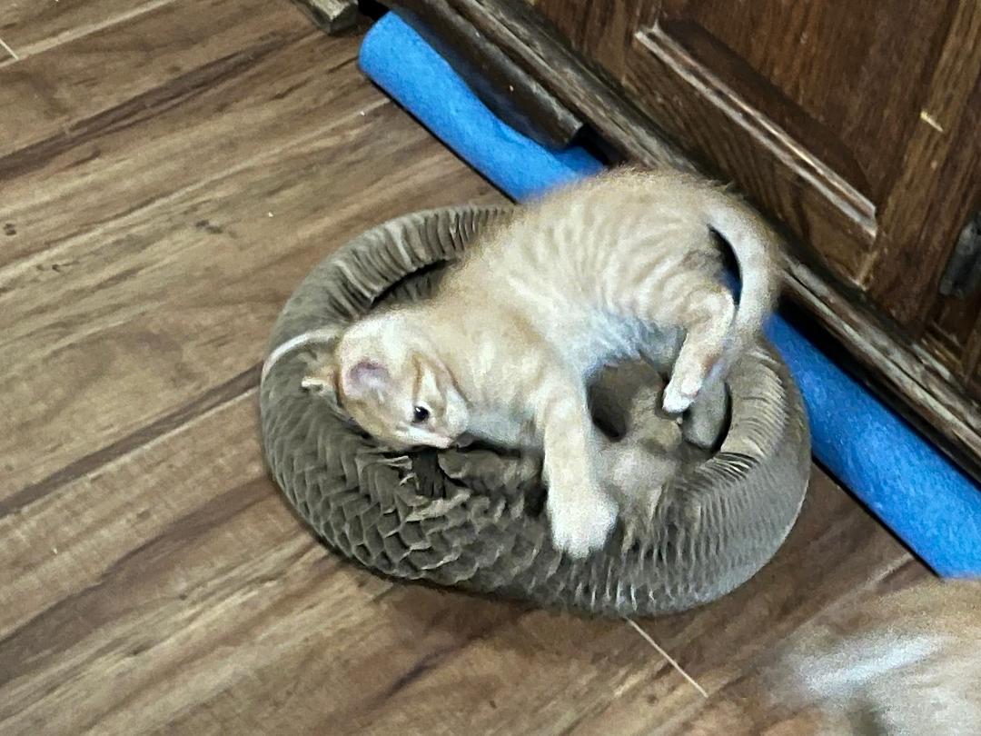 Enlarge Sneezy, an adopted Domestic Medium Hair in Oceanside, CA image 3/5