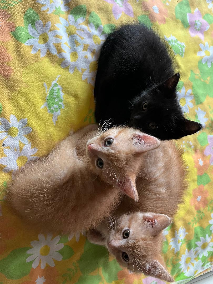 Enlarge Sneezy, an adopted Domestic Medium Hair in Oceanside, CA image 5/5