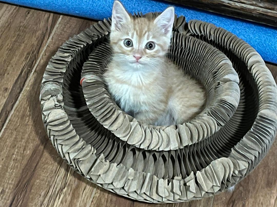 Enlarge Sneezy, an adopted Domestic Medium Hair in Oceanside, CA image 1/5