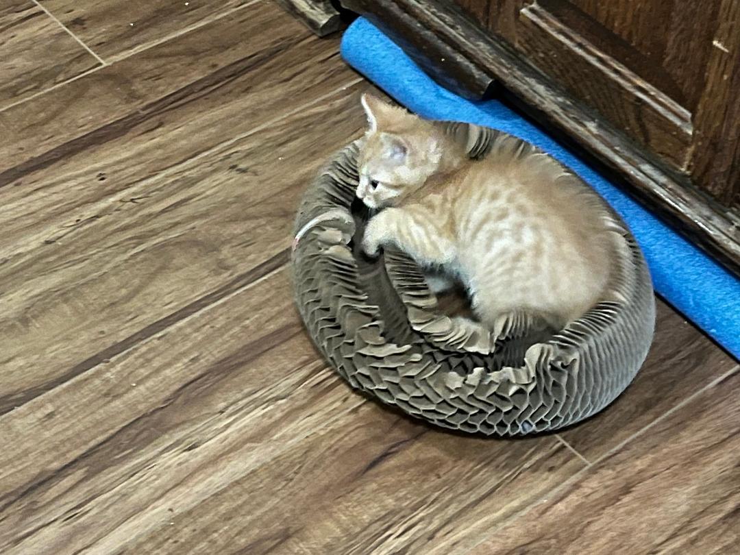 Enlarge Sneezy, an adopted Domestic Medium Hair in Oceanside, CA image 4/5