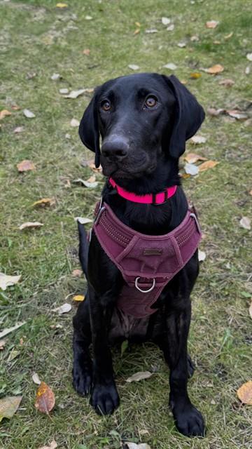 Enlarge SCOUT, a Adoptable mixed breed in Fairbanks, AK image 1/1